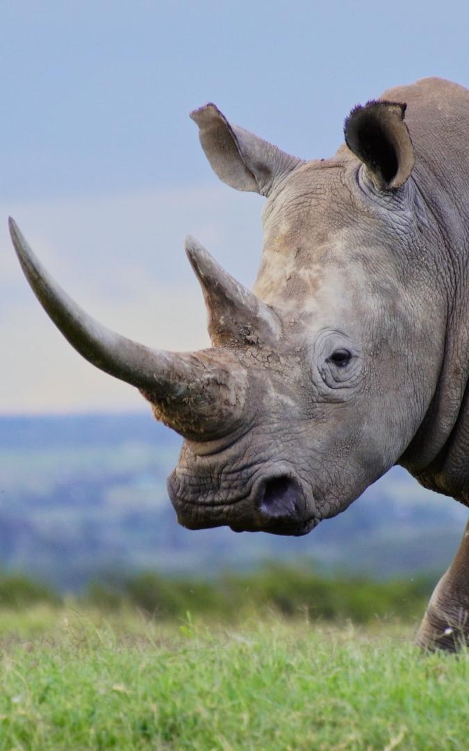 beautiful news white rhino