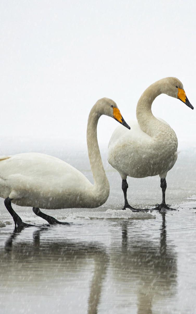 Beautiful News-Whooper swans.