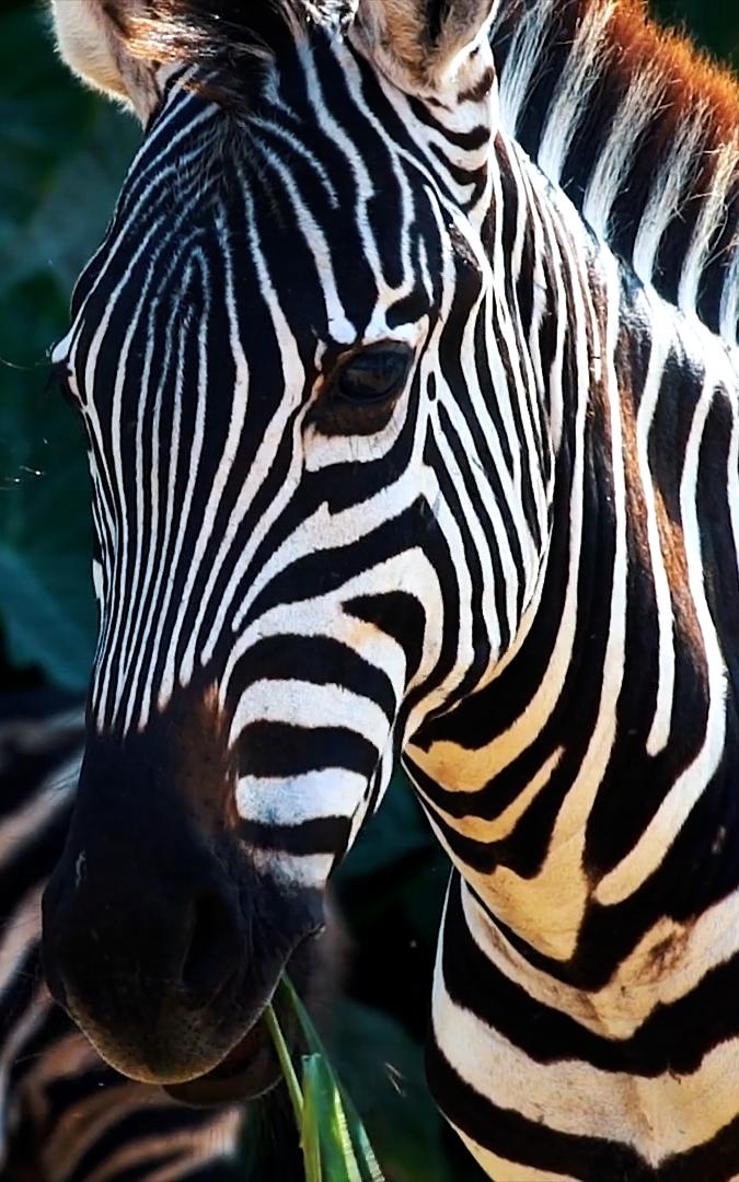 Beautiful News- Zebra in the wild.