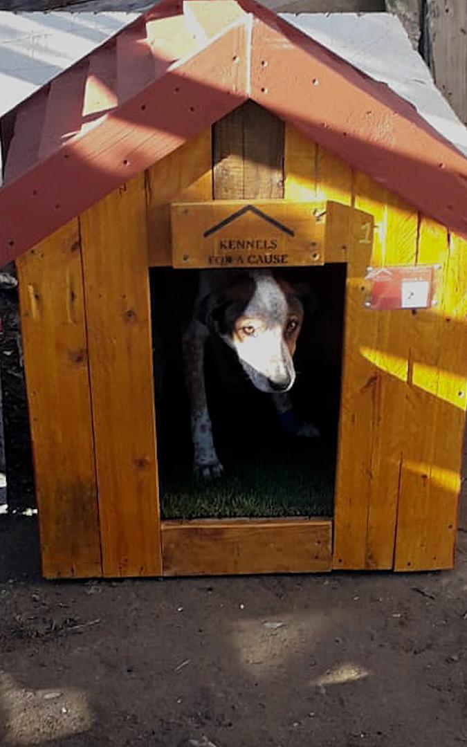beautiful news homemade kennels