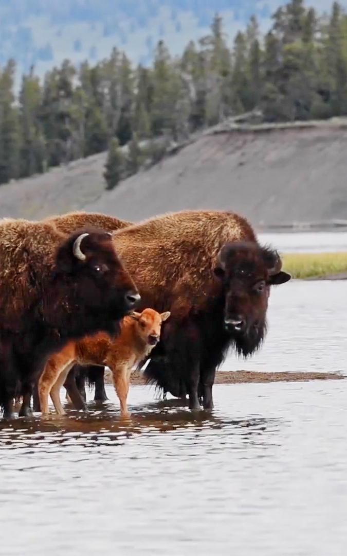 beautiful news wild buffalo