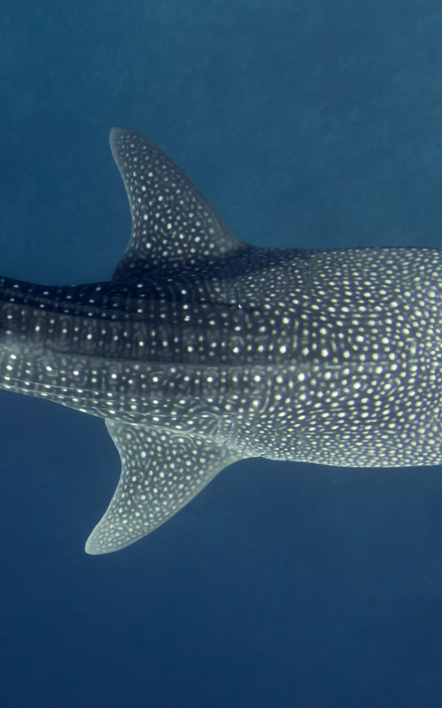 Beautiful News-Whale Shark.