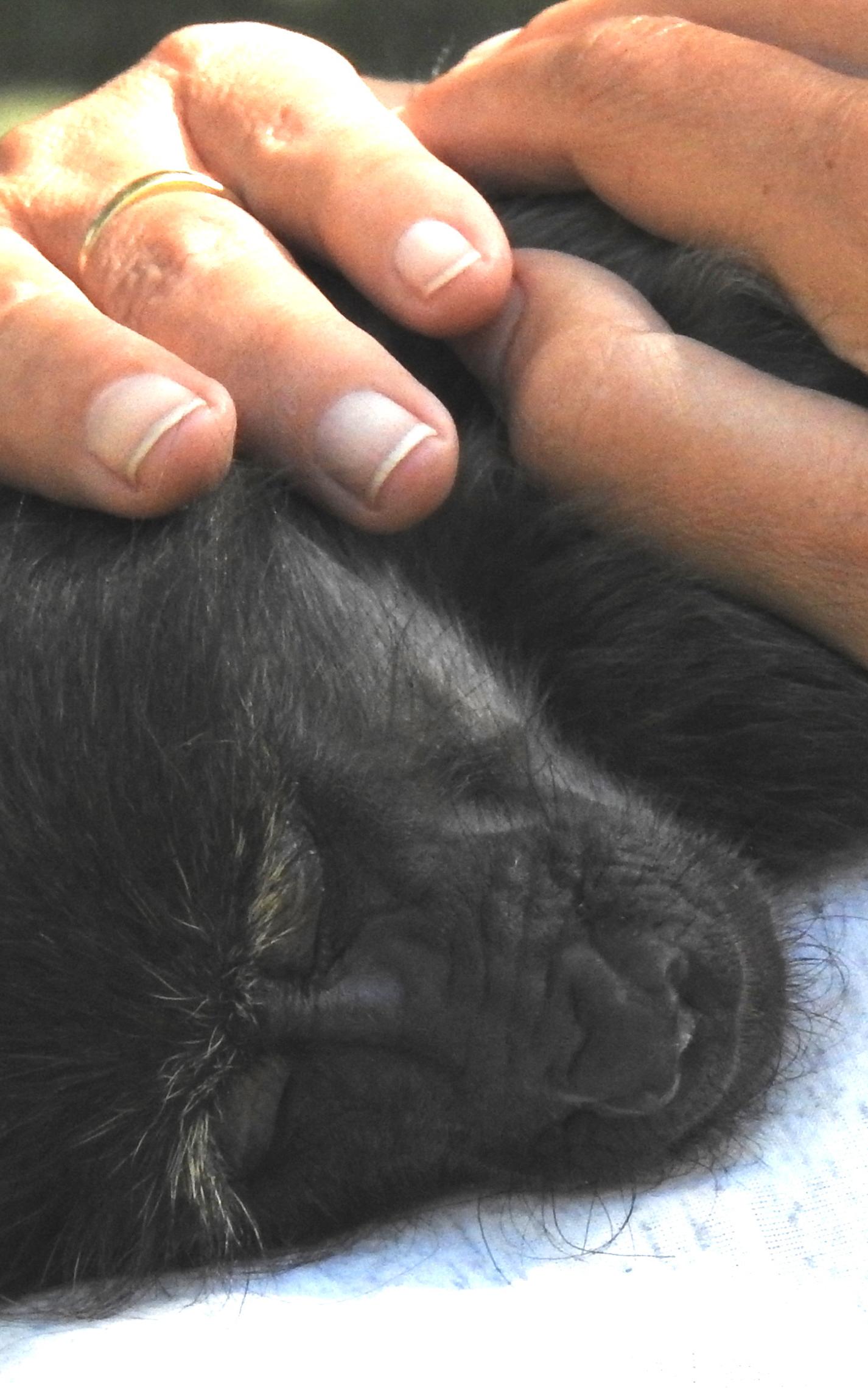 Baby baboon sleeping on human lap