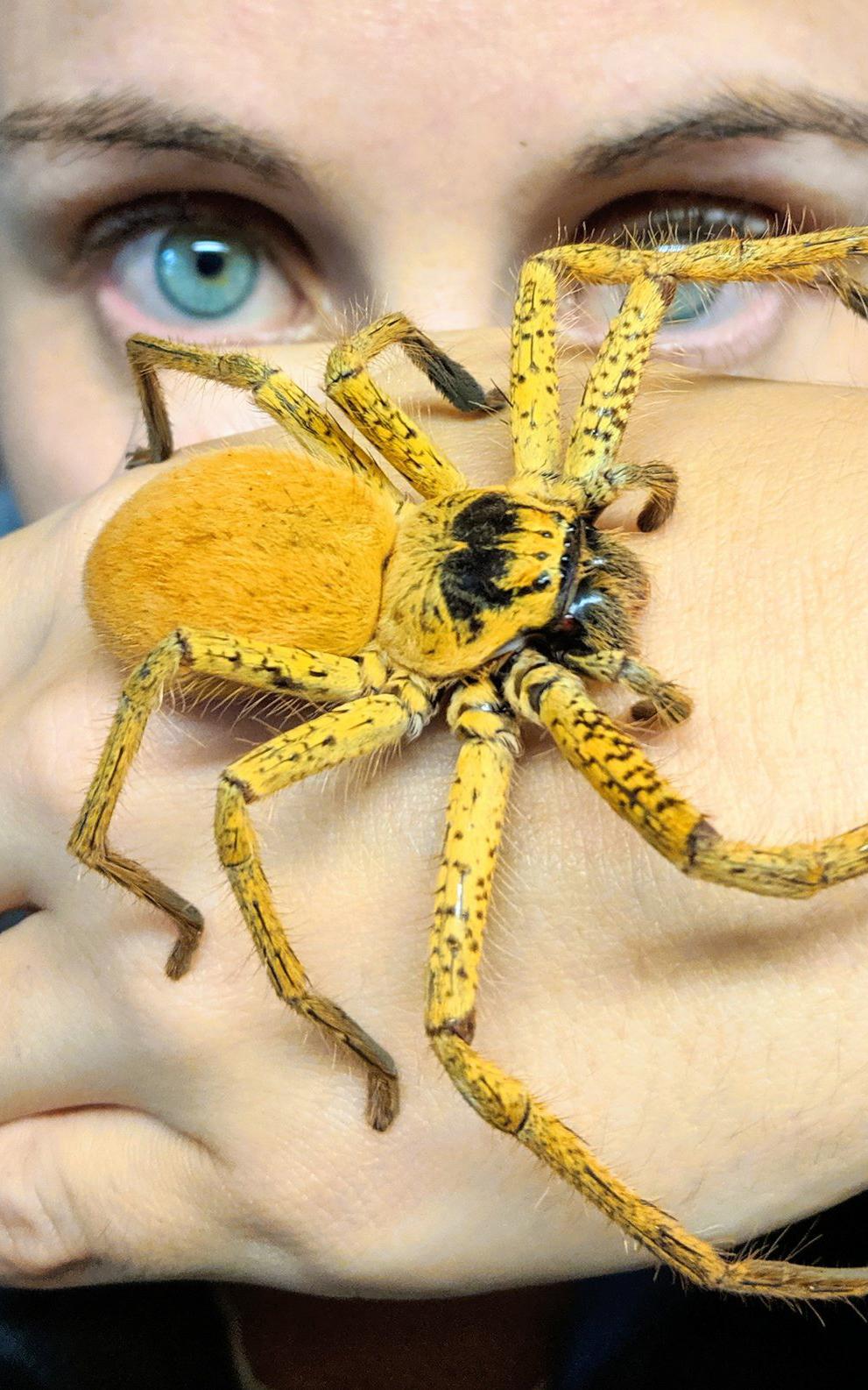 Beautiful News-woman with spider on hand