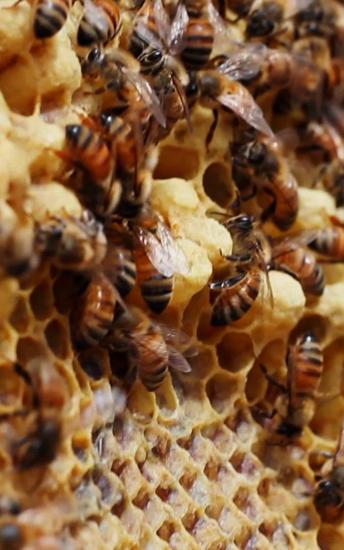 Bees with honey