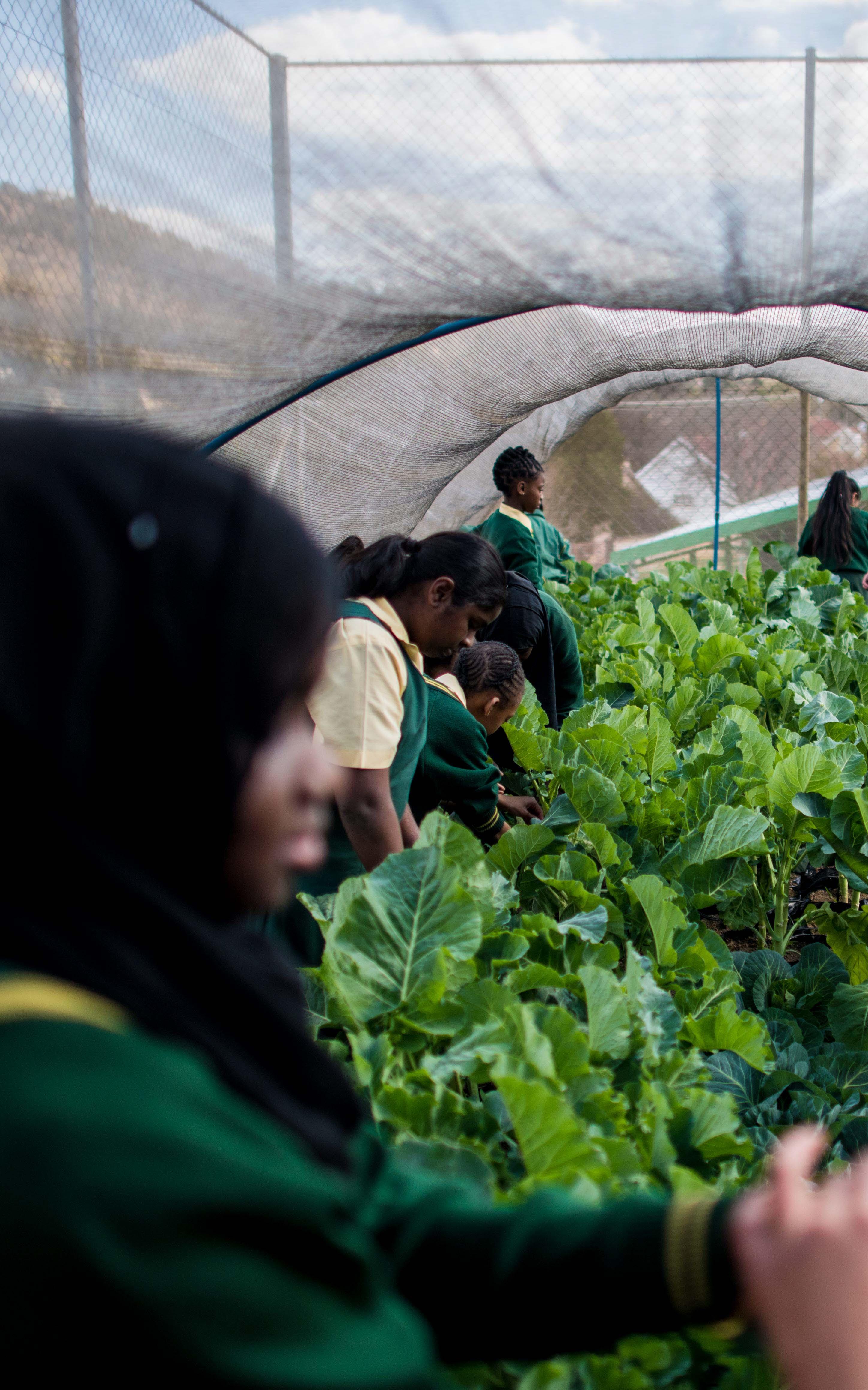 School Children. Greenhouse.