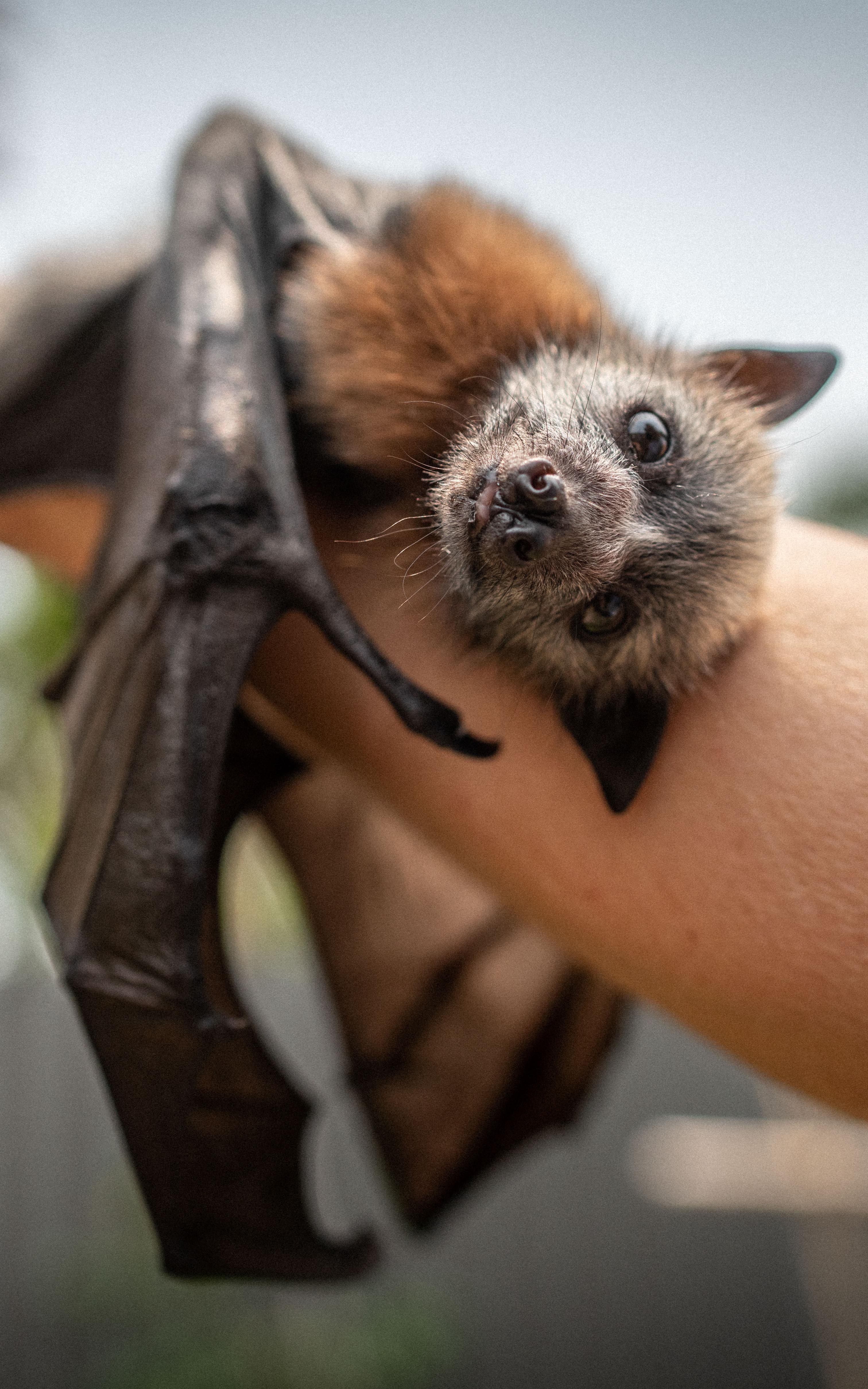 Bats. 
