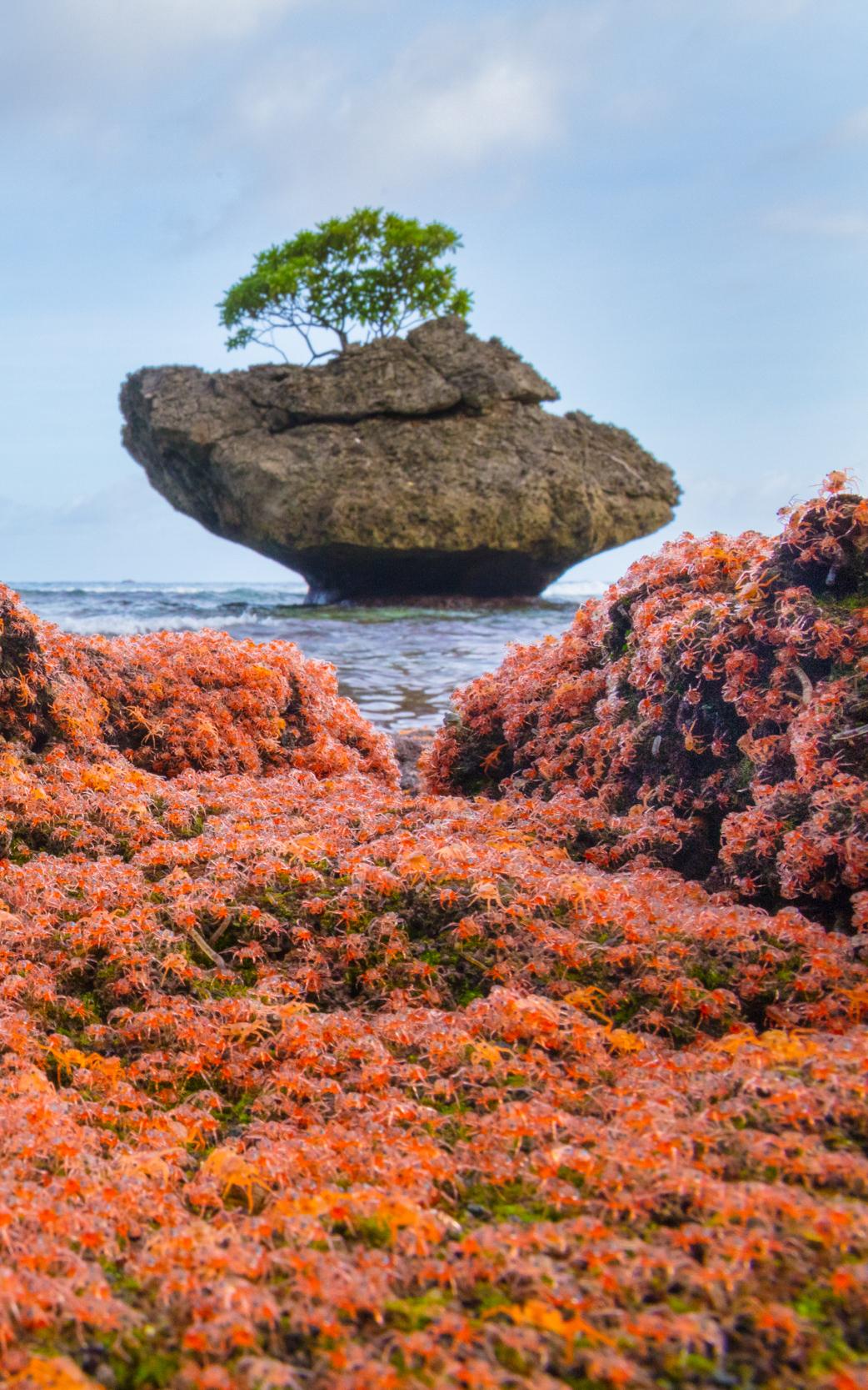  Christmas Island lights up as millions of red crabs 