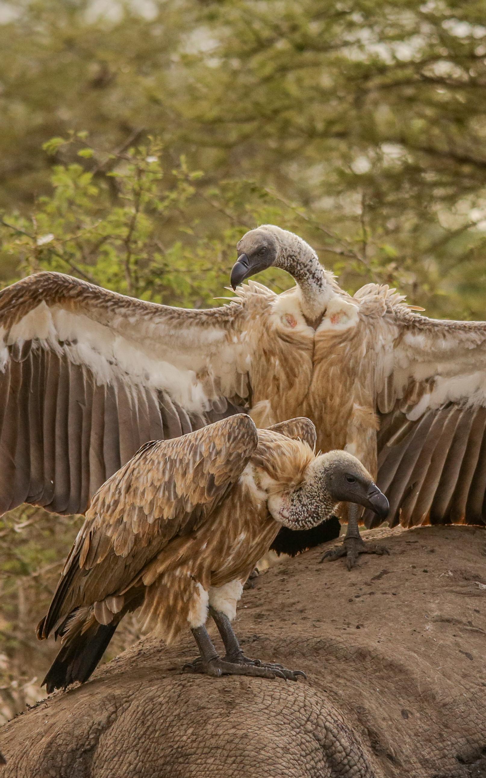 beautiful news vultures