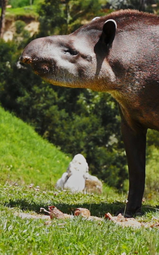 beautiful news tapirs