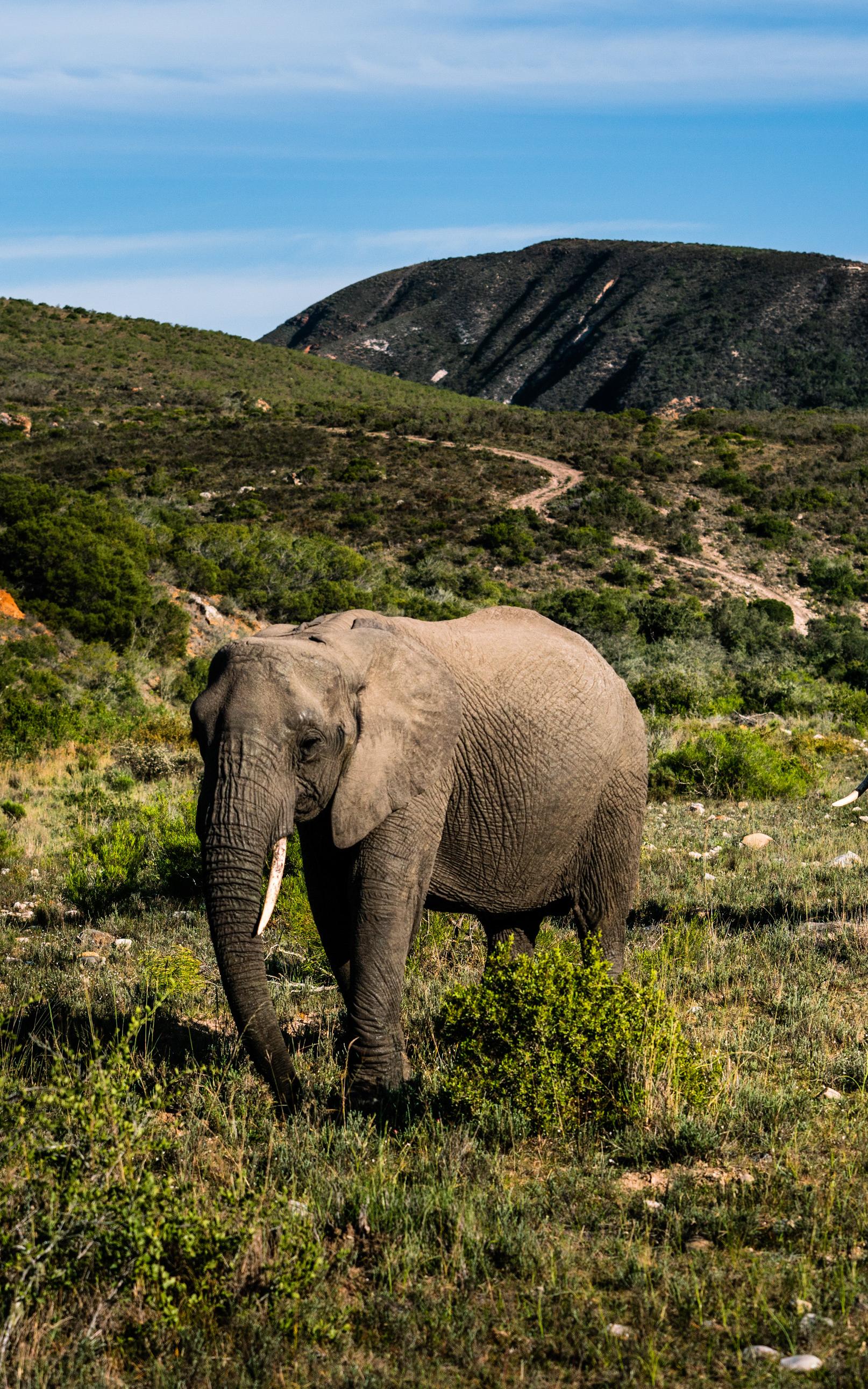 Elephants in a field