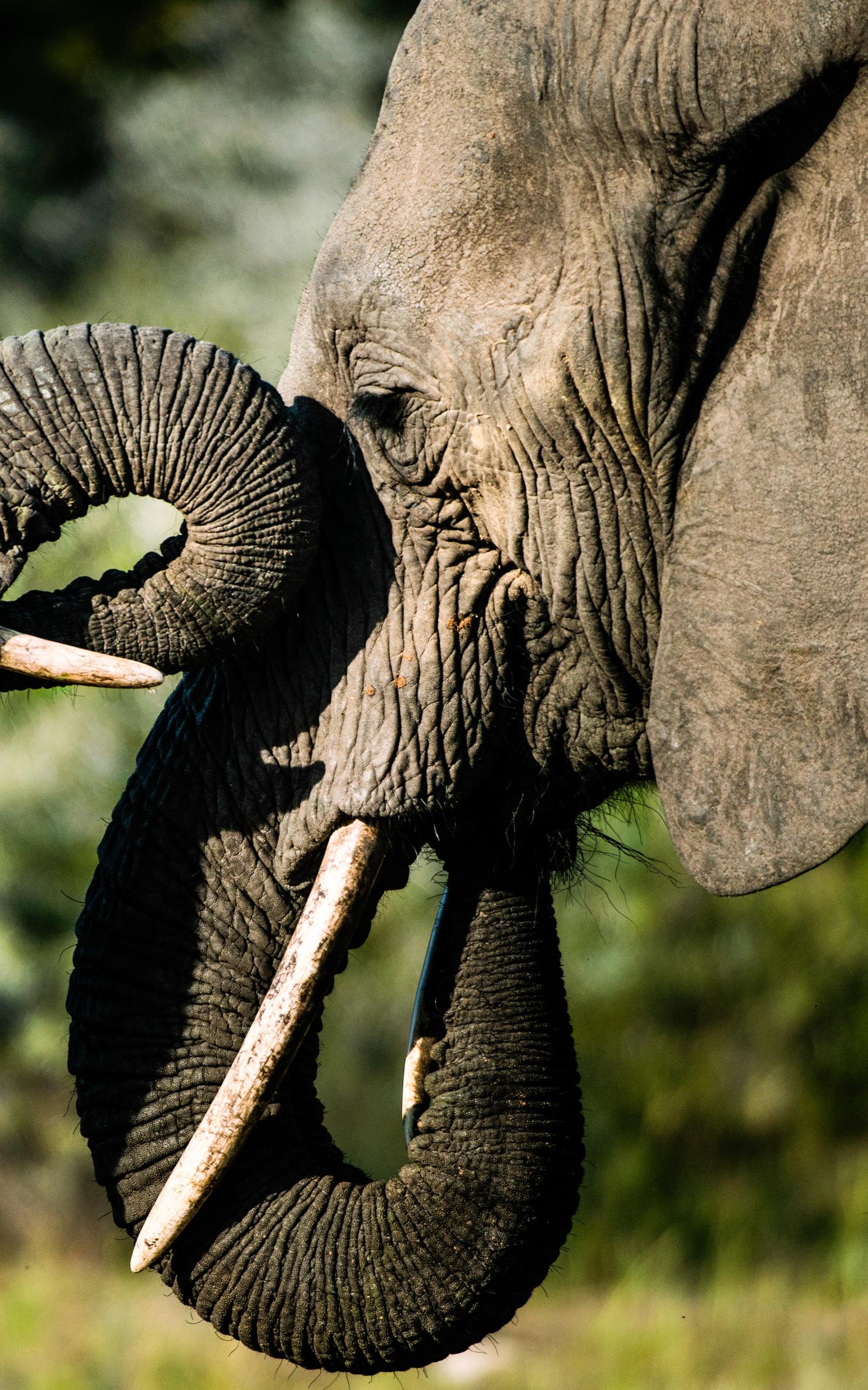 elephants.