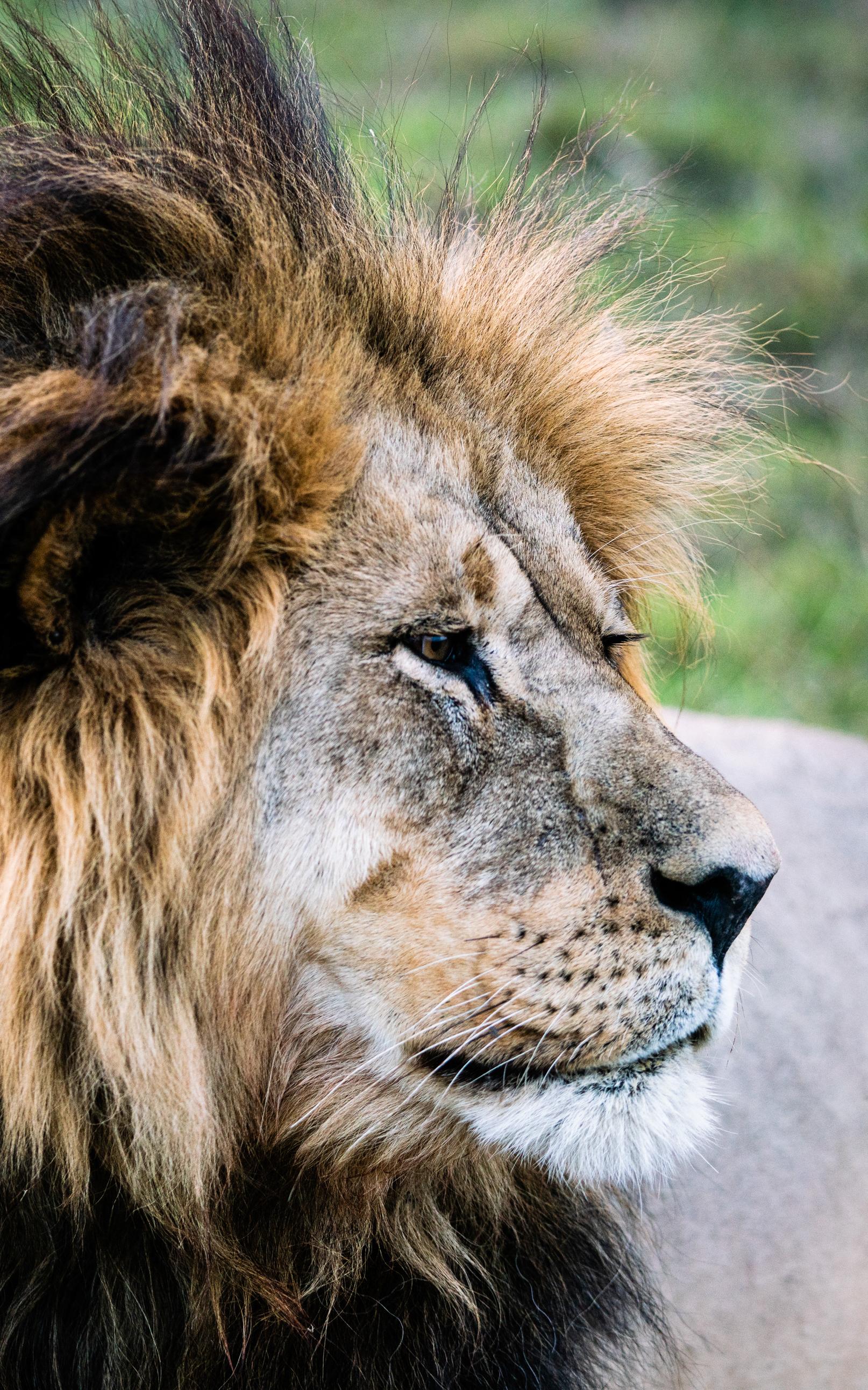 Lion the royal family of Africa