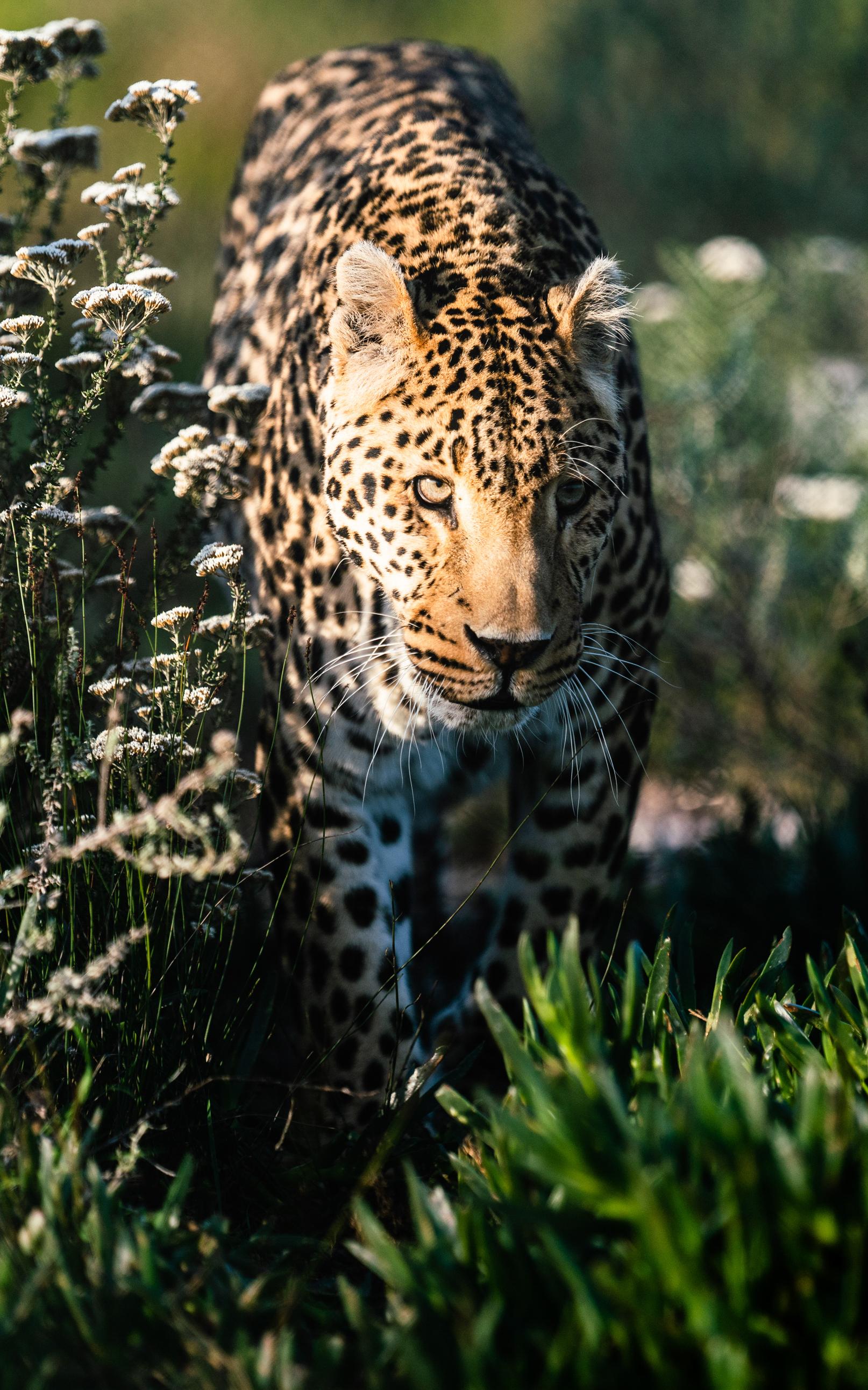 Sheeba the Leopard