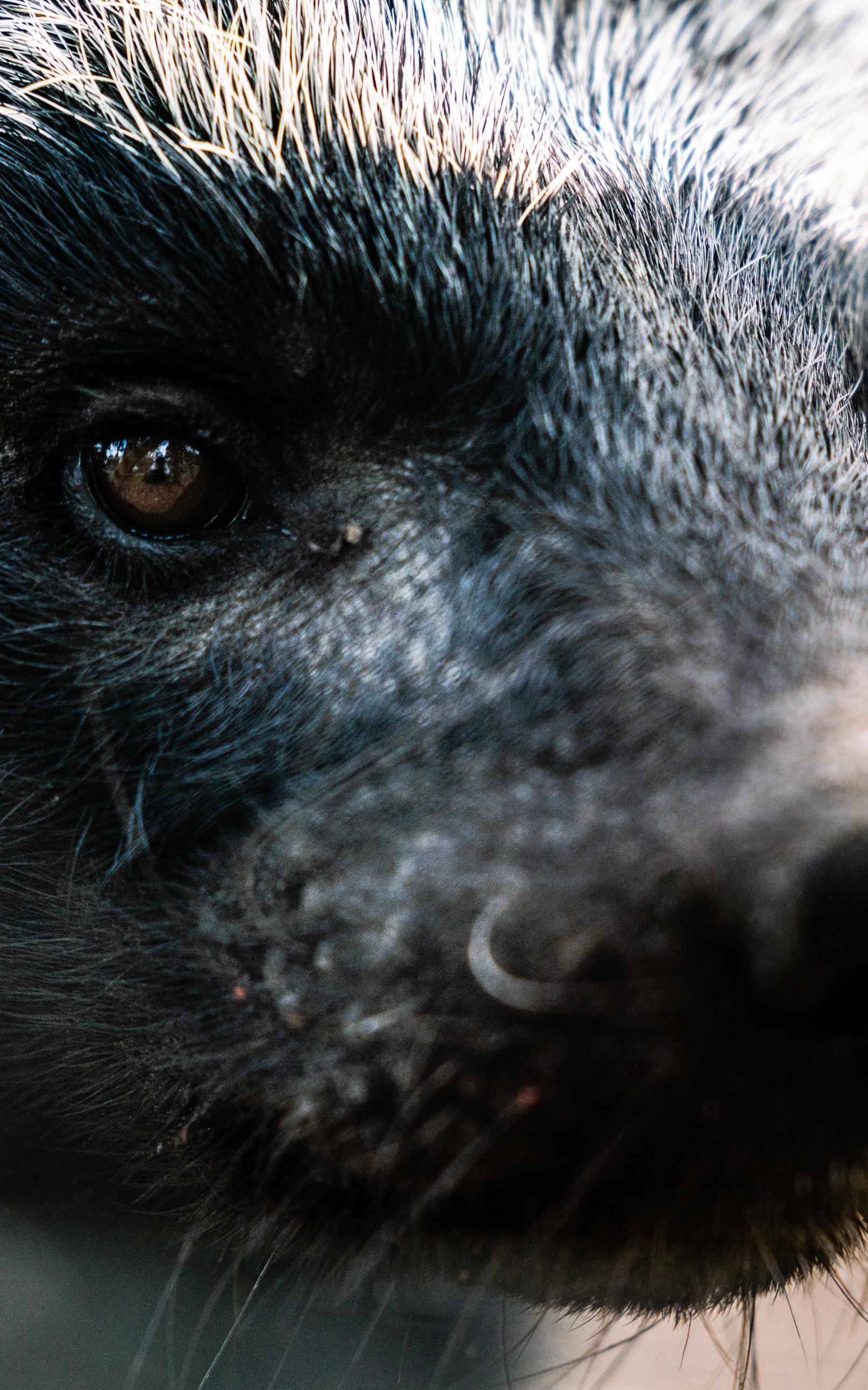 Dangerous animals that demand respect.