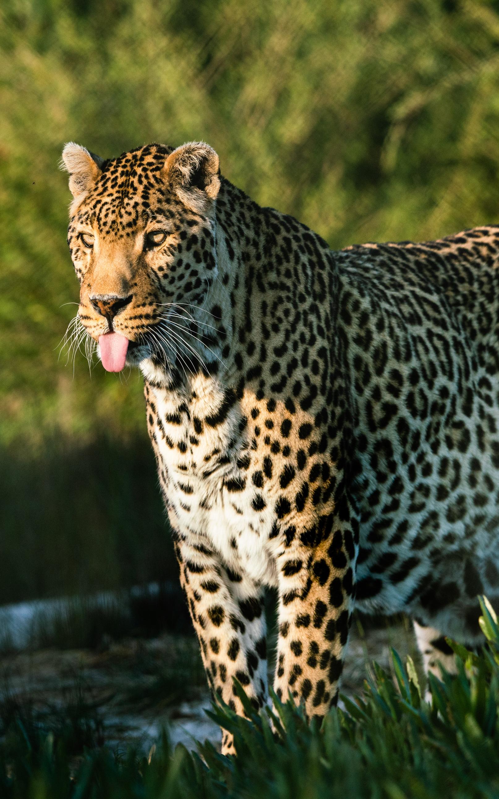 Leopard poking his tongue out.