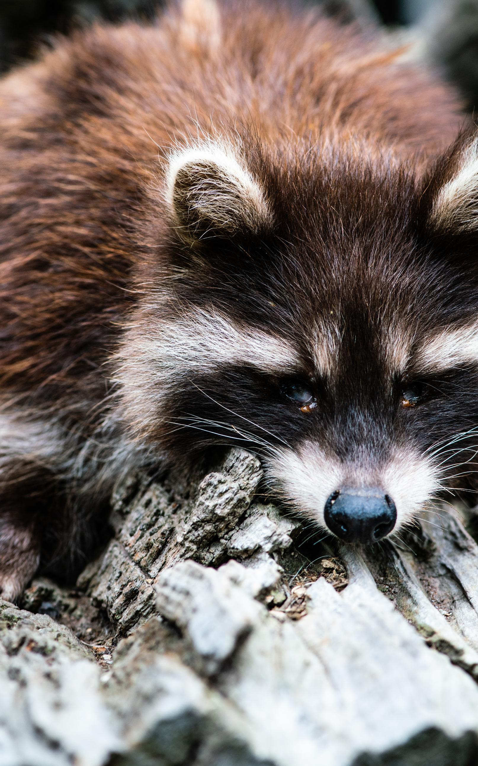 Raccoons have learnt to scrounge for food from humans.