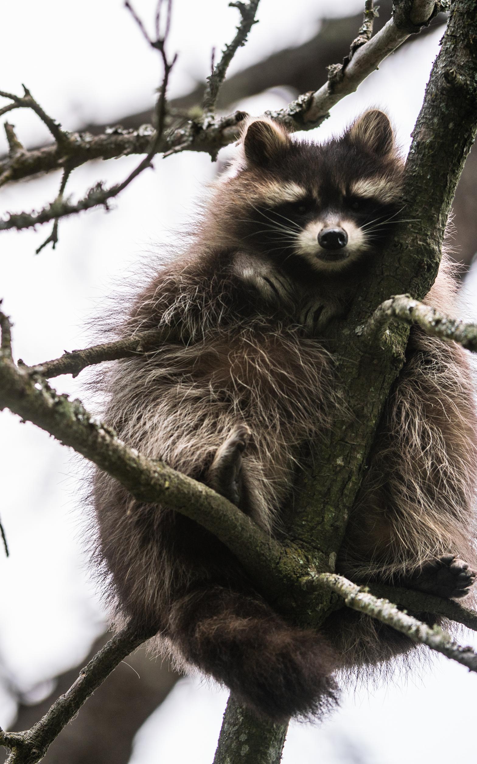 music made for dogs, a young origami entrepreneur, and the truth about trash pandas