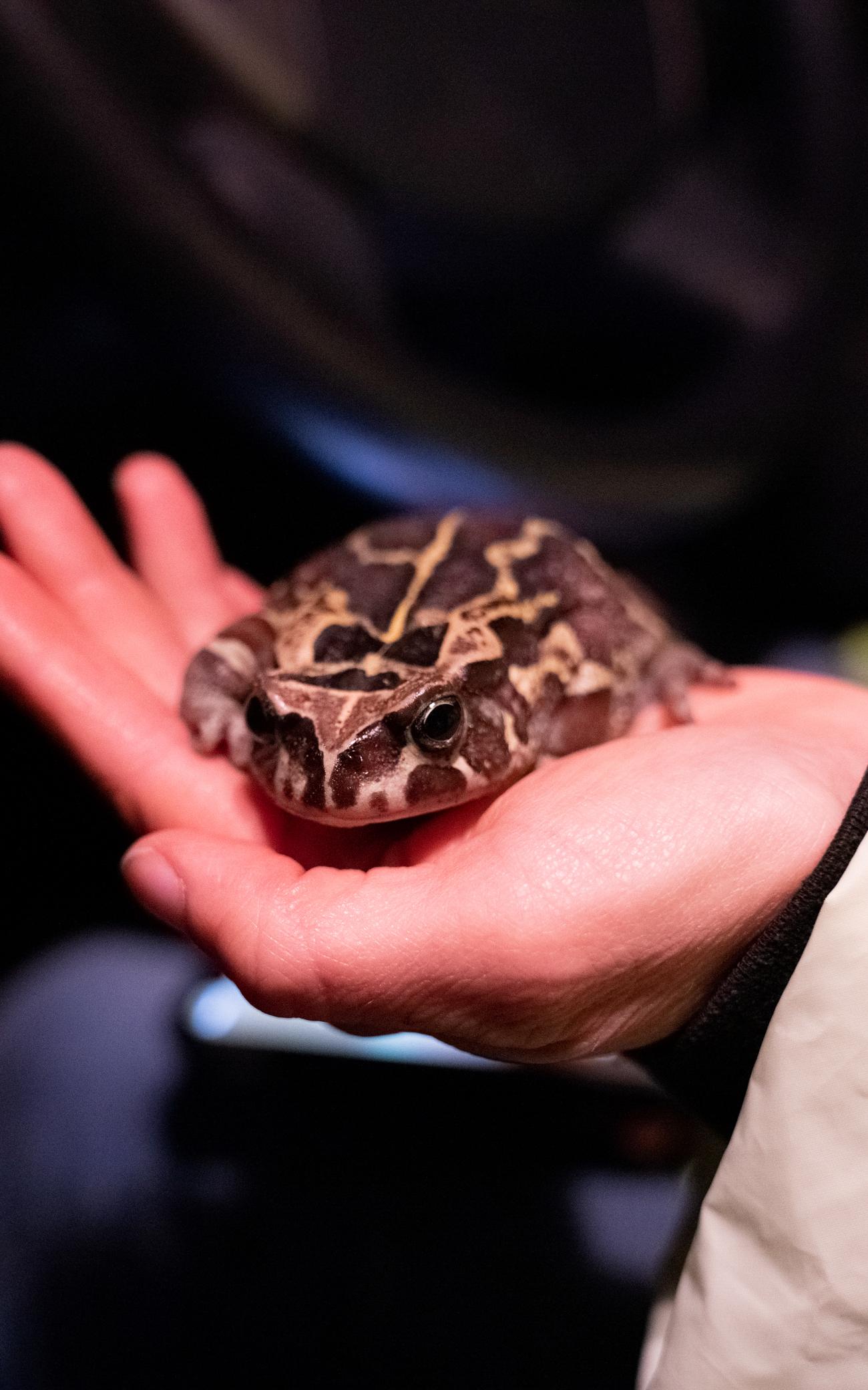 Suzie protecting the western leopard toads.