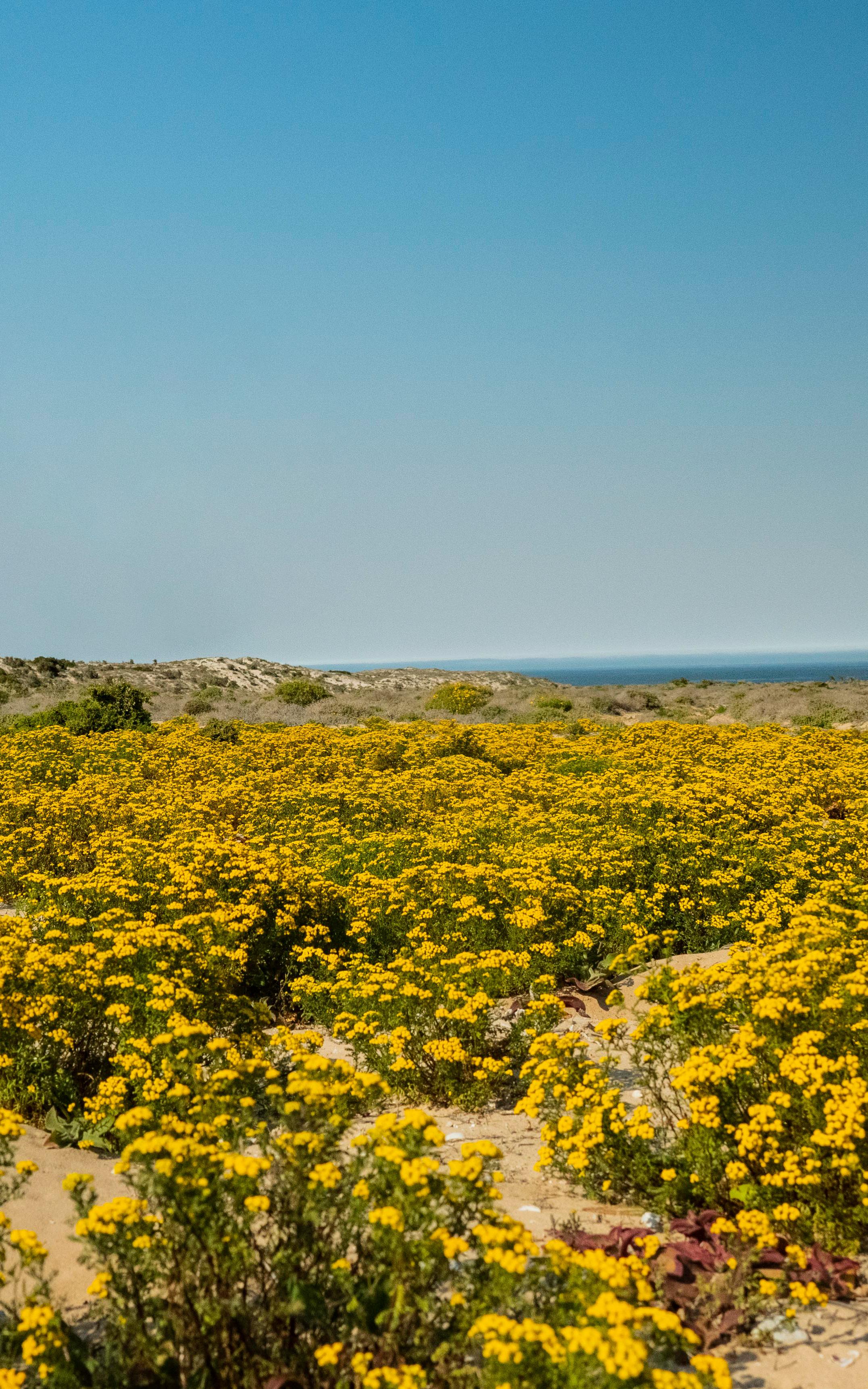 The wildflowers of Namaqua National Park.