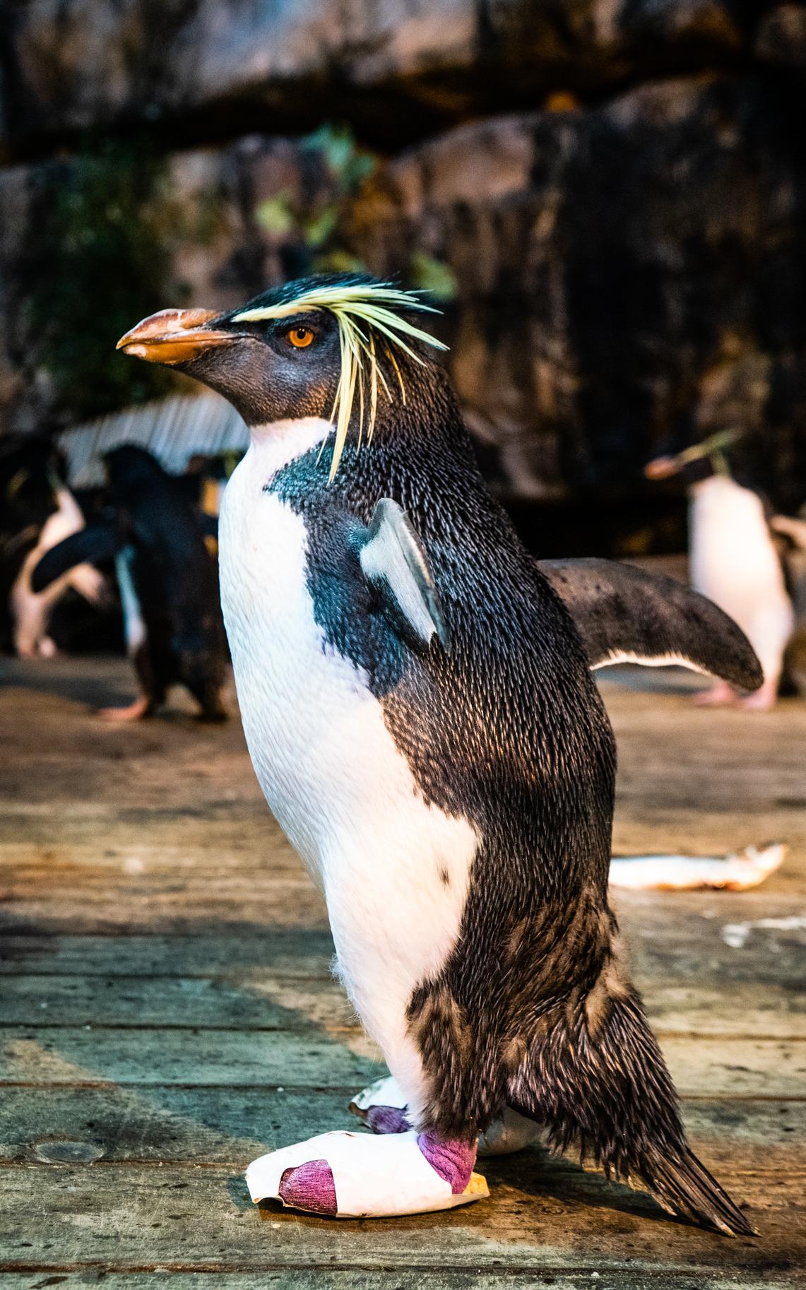 Penguins
