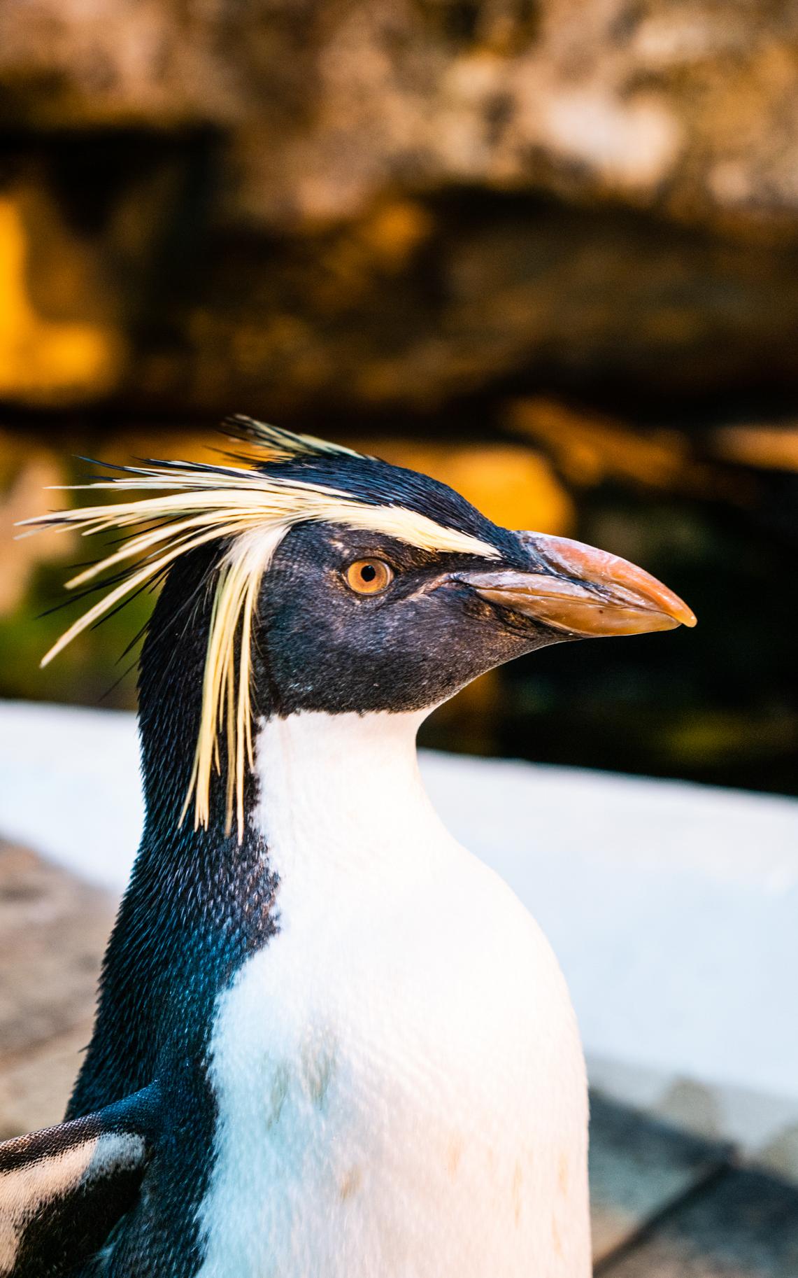 The penguin now has another shot at life.