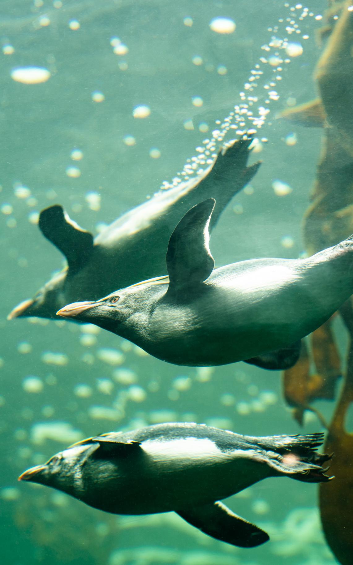 Penguins got second chance, city farming, and unity begins with a chuckle.