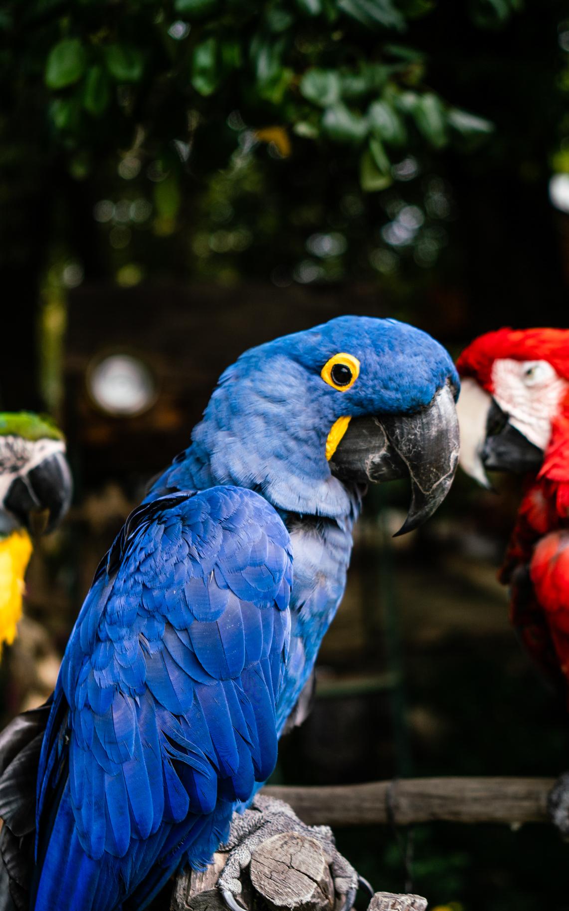 The blue macaws, the bubbleologist, and hestoring the legendary Princess Vlei.