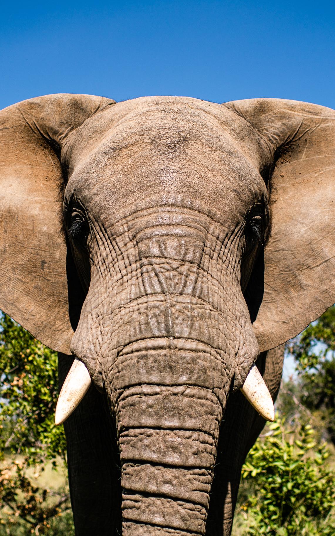 a very luckily baby elephant, a blind gardener. 