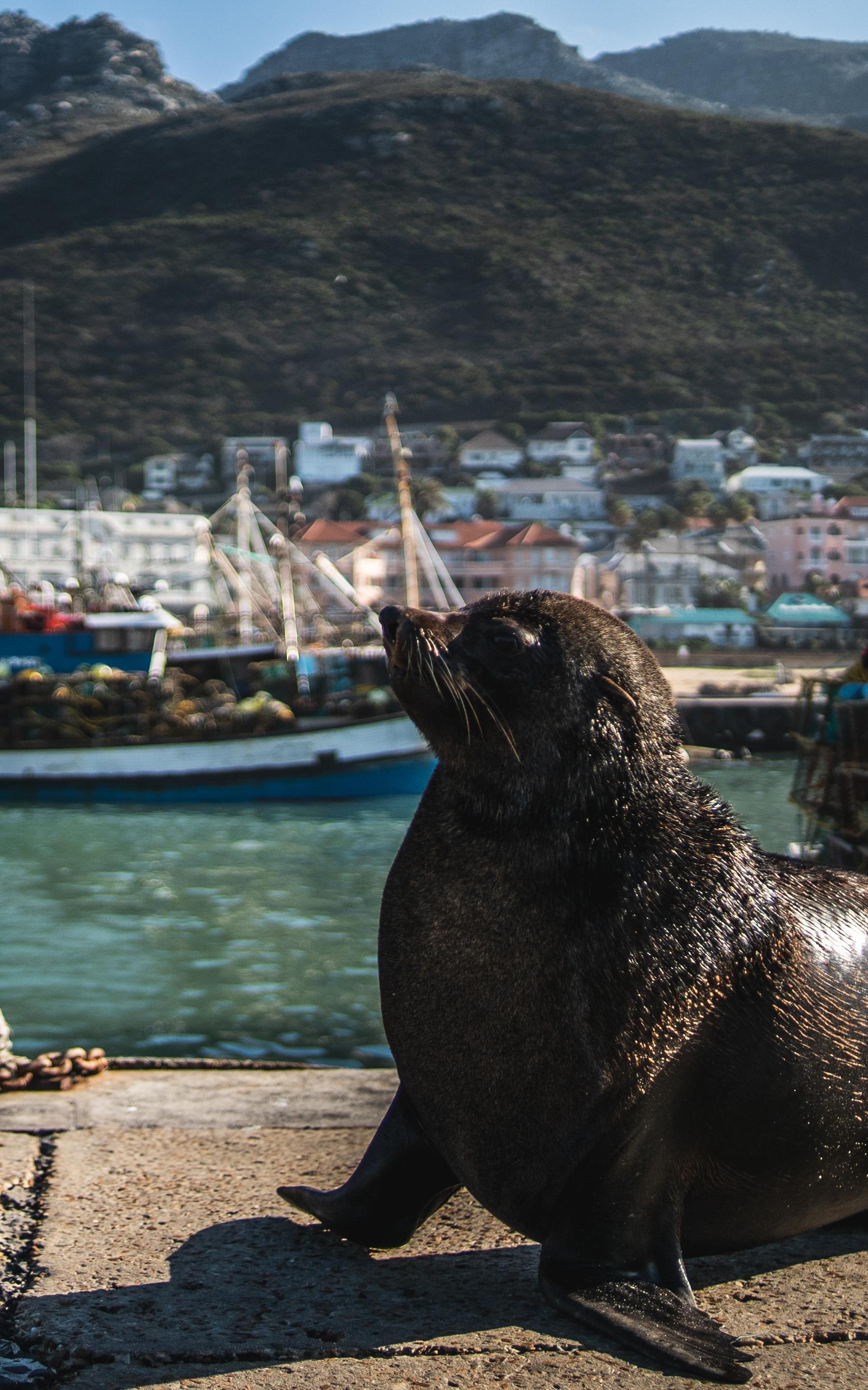 Inspiration stories, giving food to those starving, and a bay of sneaky seals