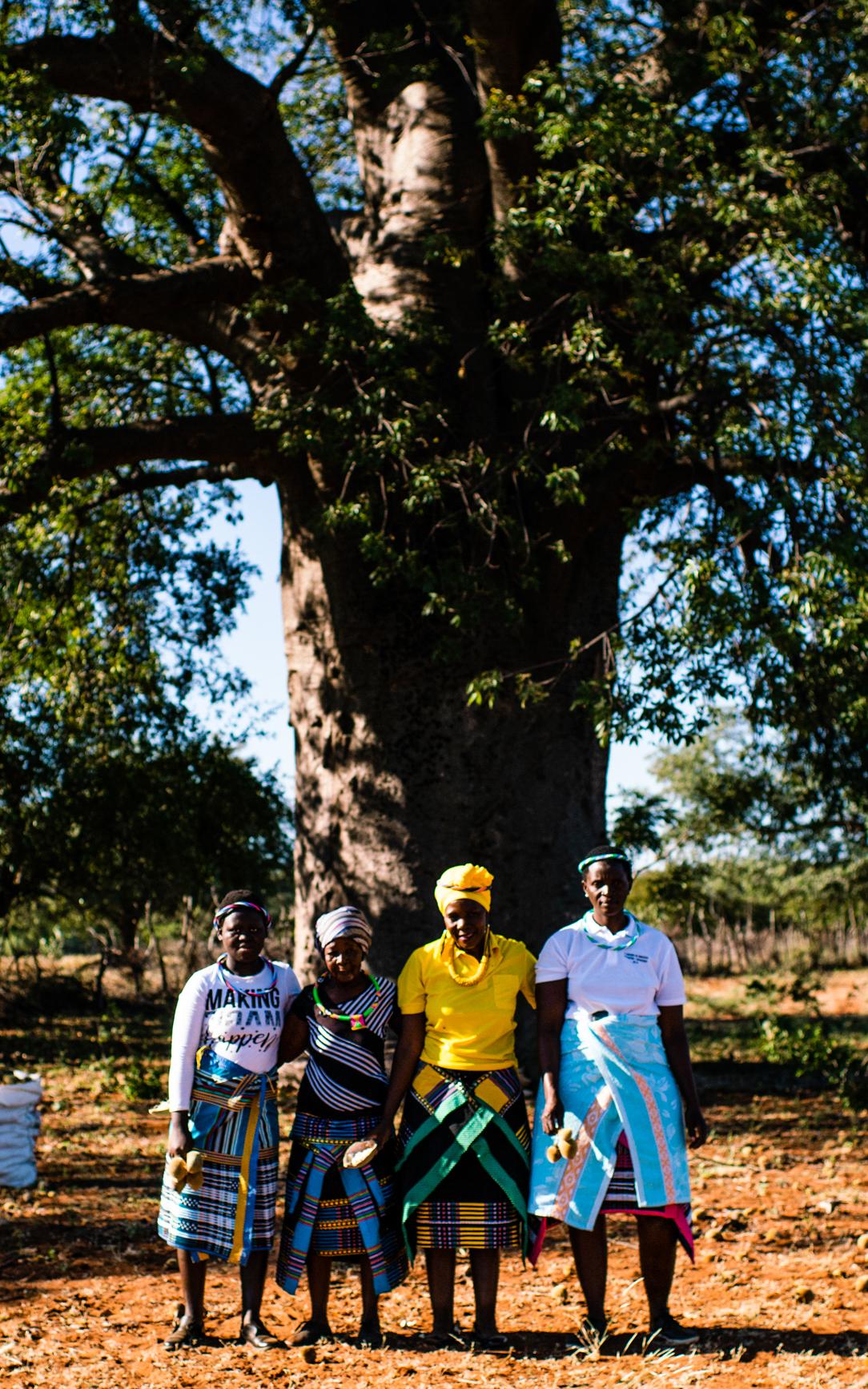 Taking care of boabab trees, as they look after people