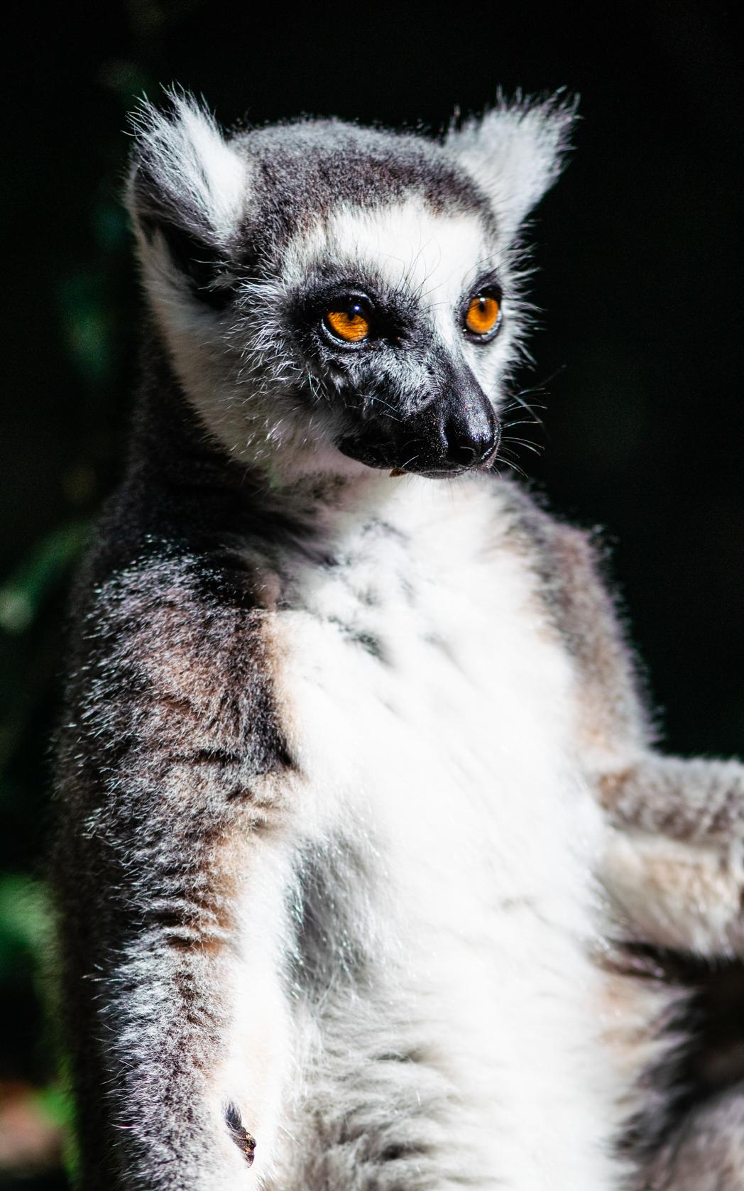 Ring-tailed lemur