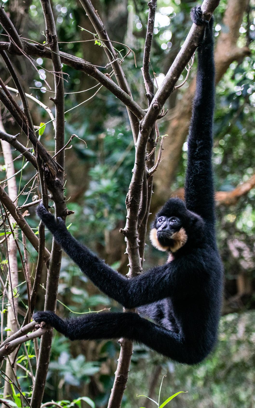 Gibbons in trees