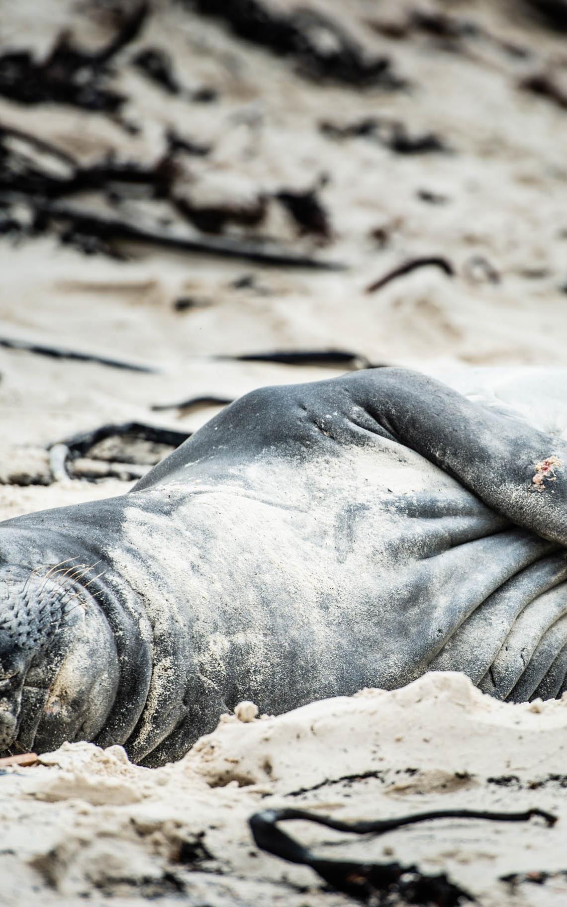 Elephant seal