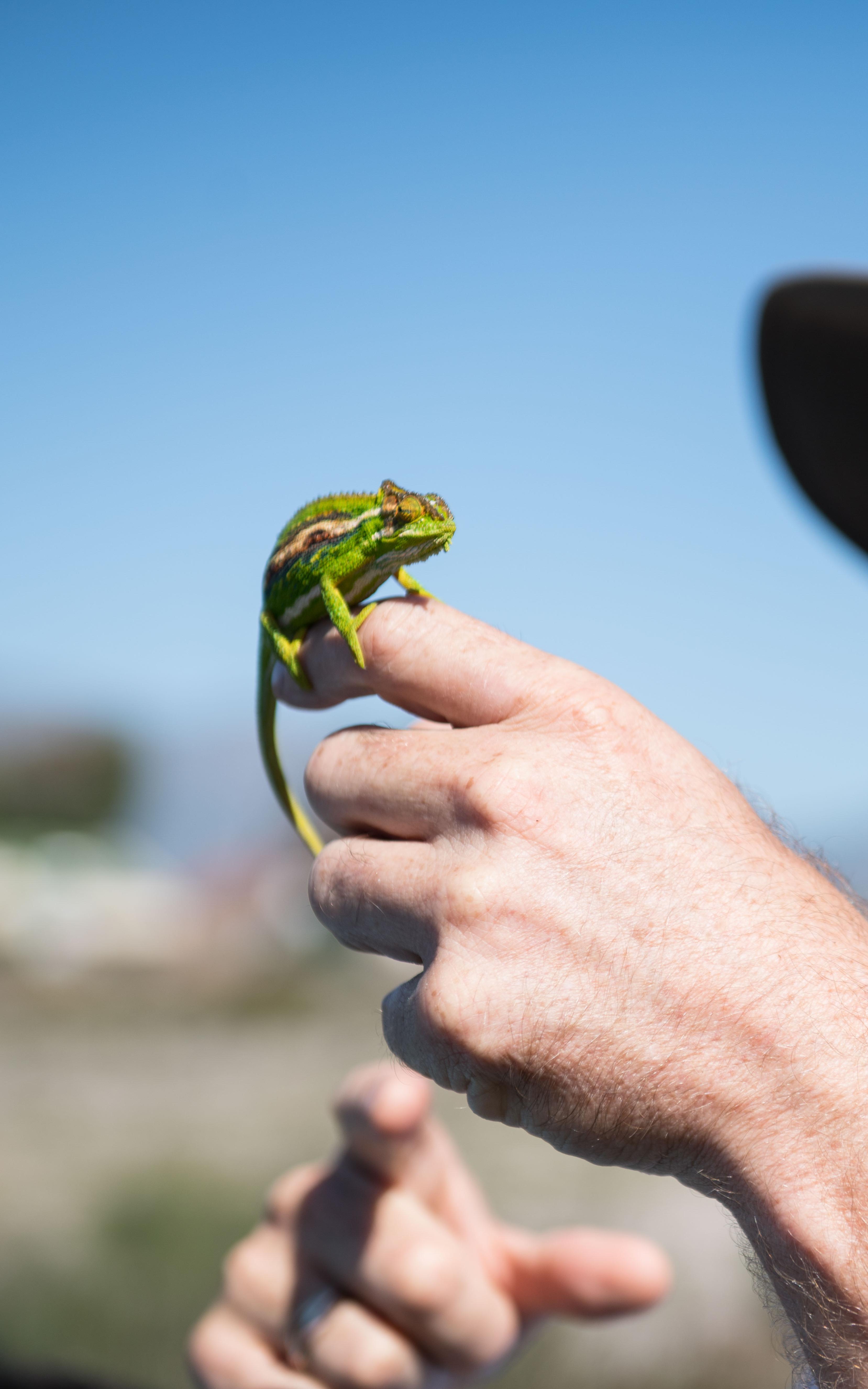 man holding chameleon