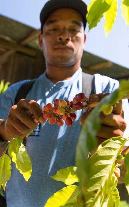 Beautiful News- Man working at the Hala Tree Coffee