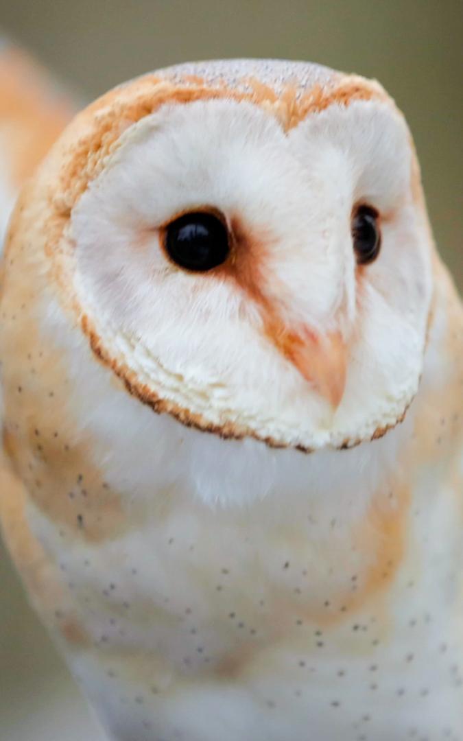 Barn Owl Spreading his wings