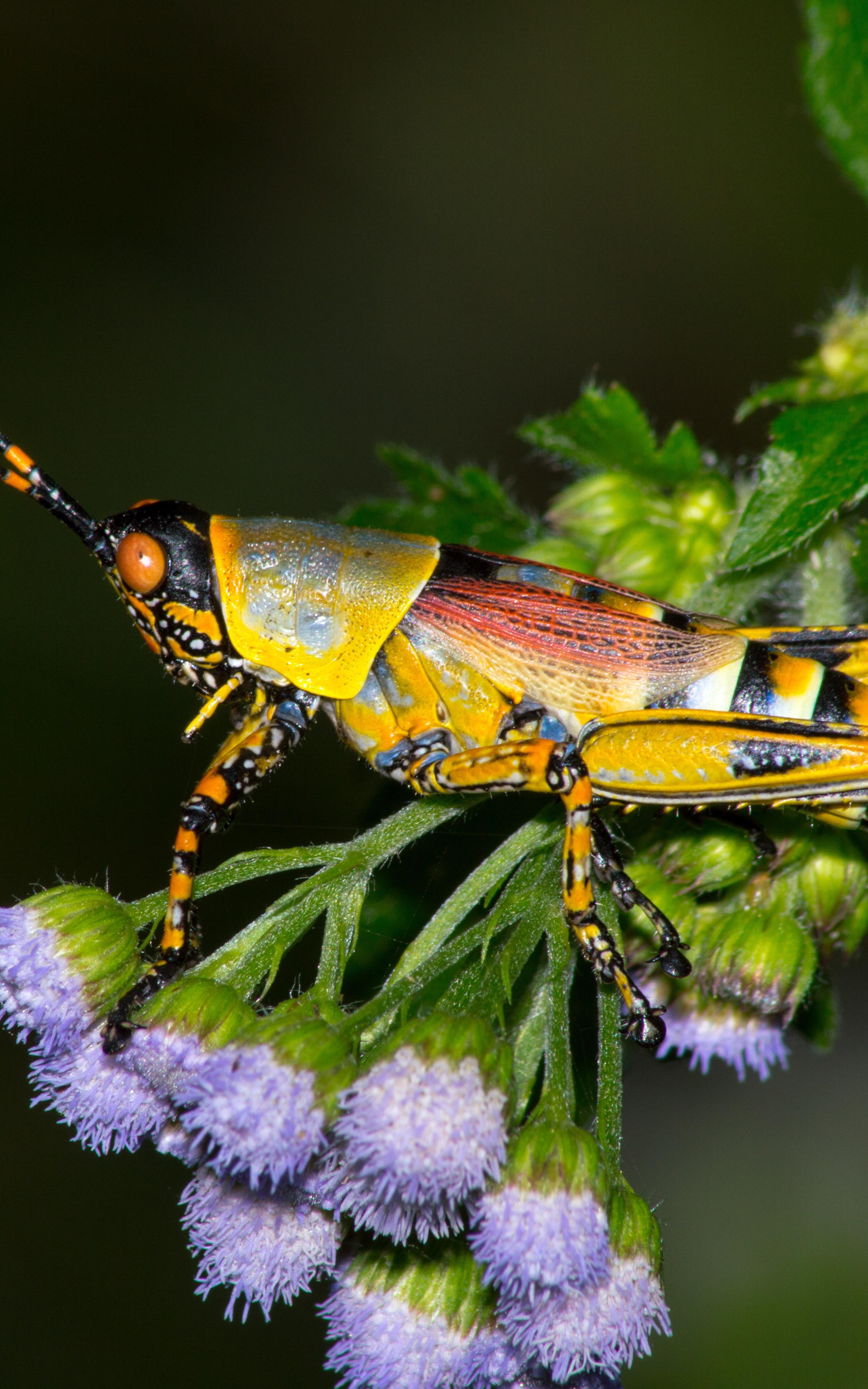 Grasshopper