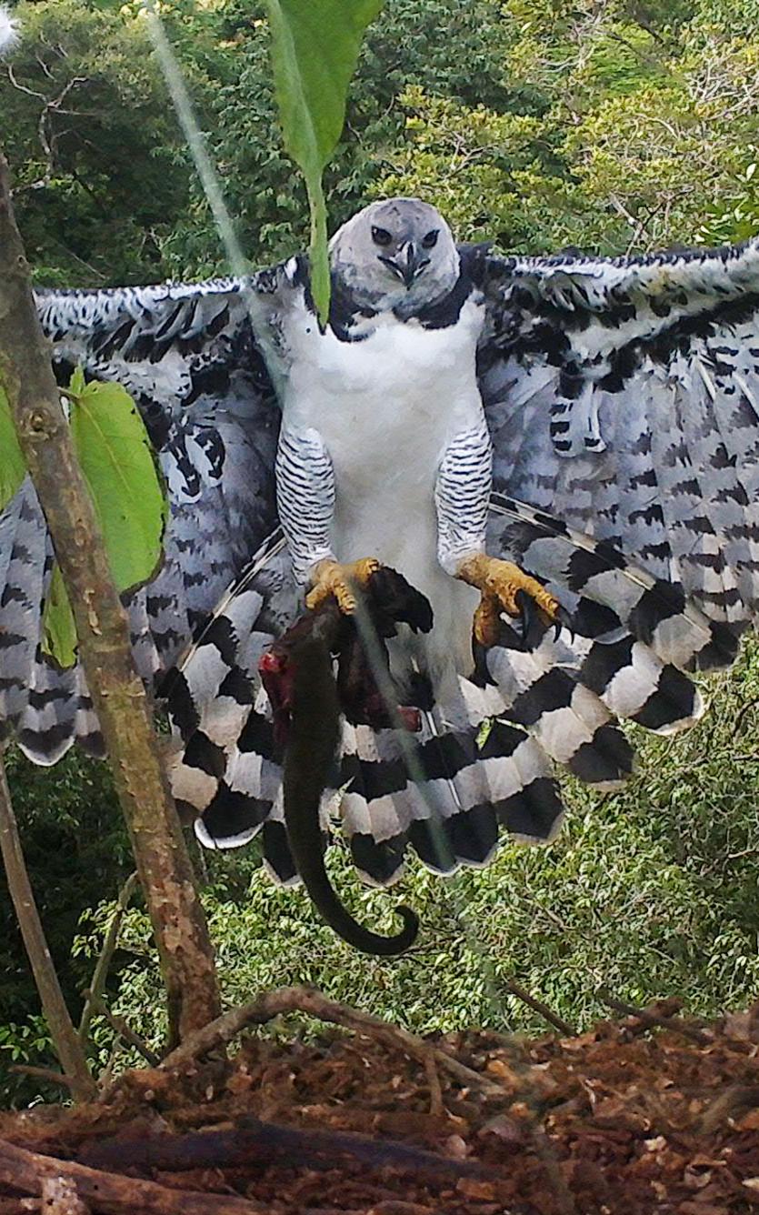 Beautiful News - Harpy Eagle flying in Brazil.