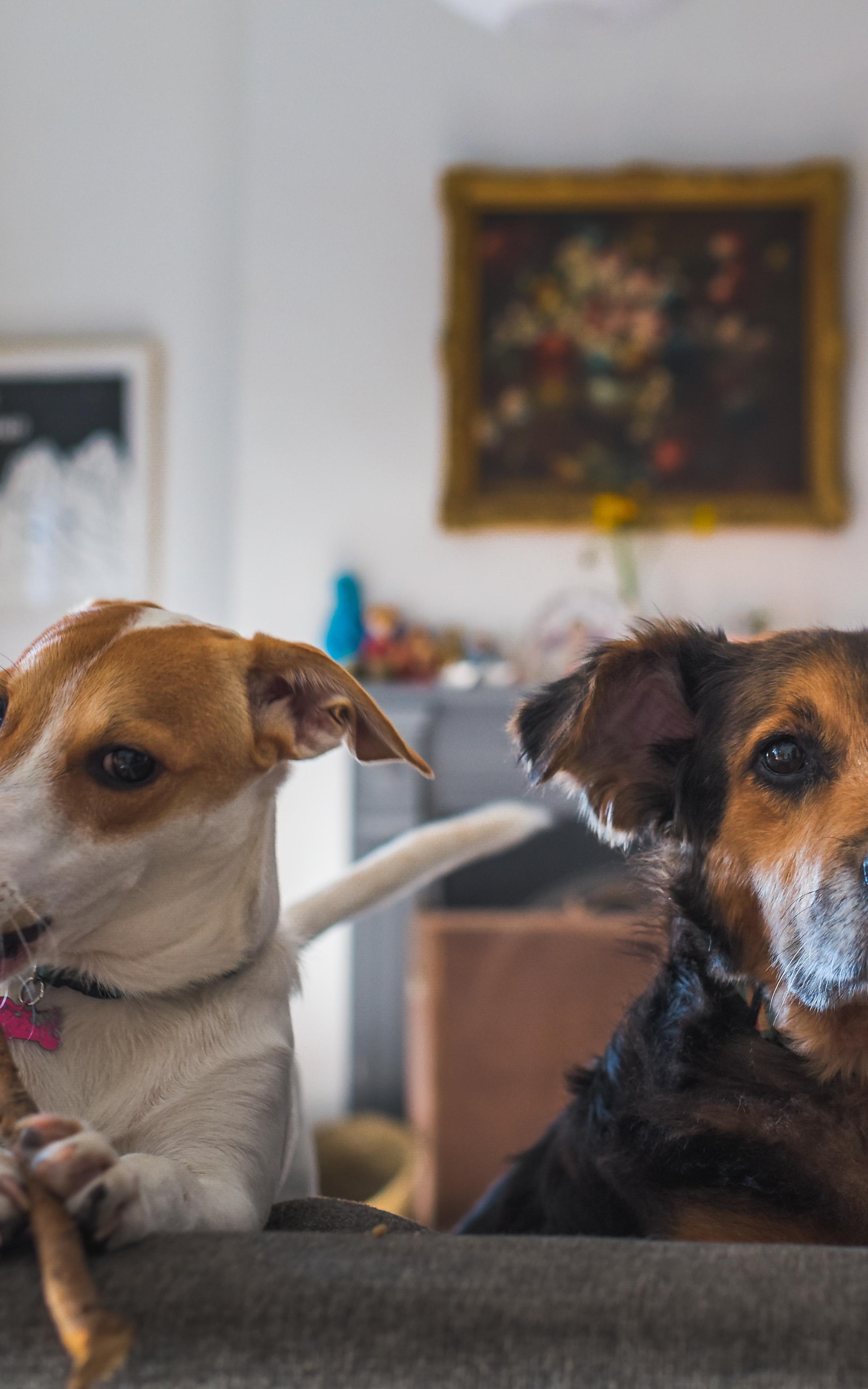 Started humanity in dogs, the spoken word maverick, and a tiny and smallest antelope in South Africa.