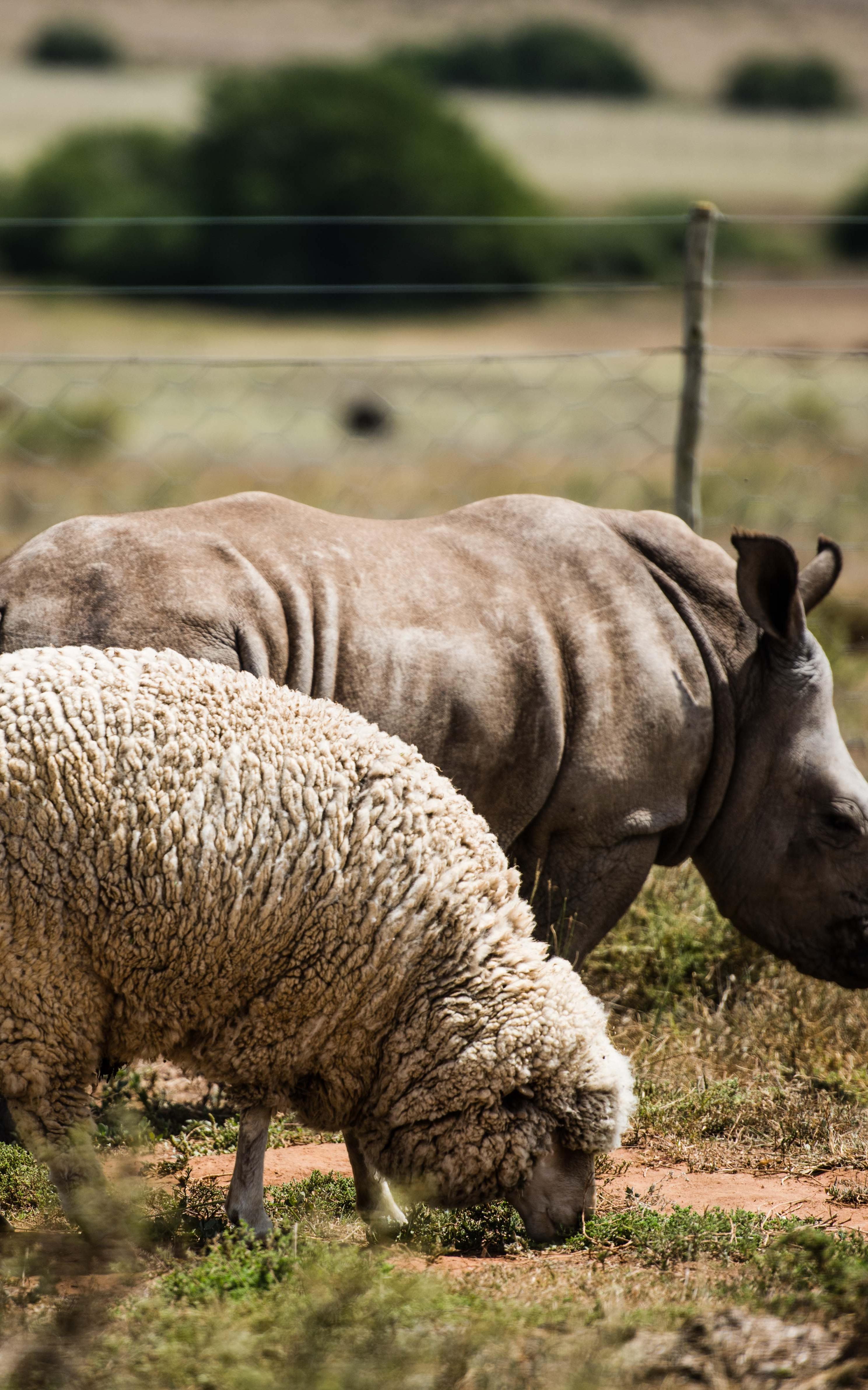 The veterinary nurse raising an orphaned rhino with an unlikely companion