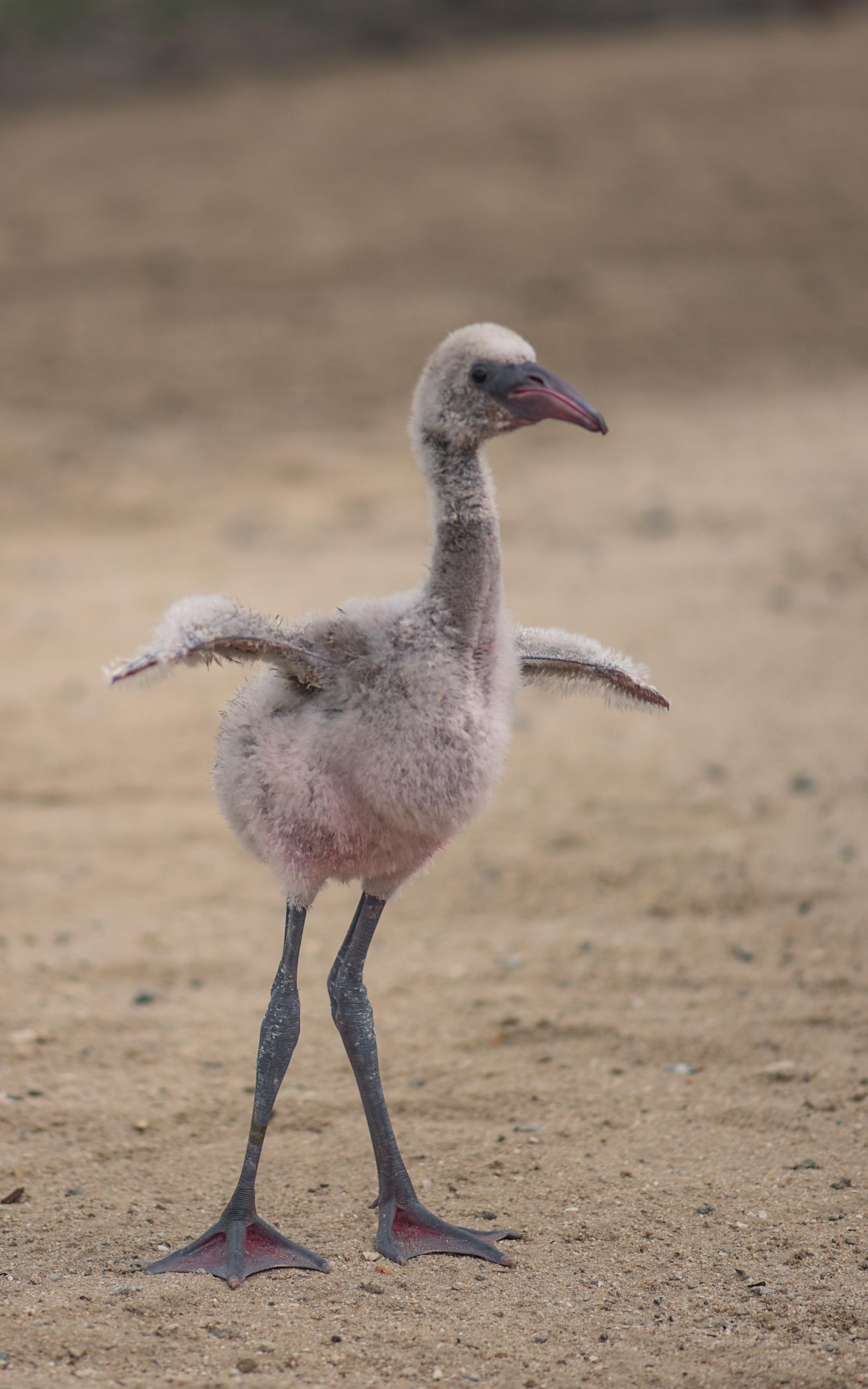flyying abandoned flamingos, people united by hunger, and snake handler.