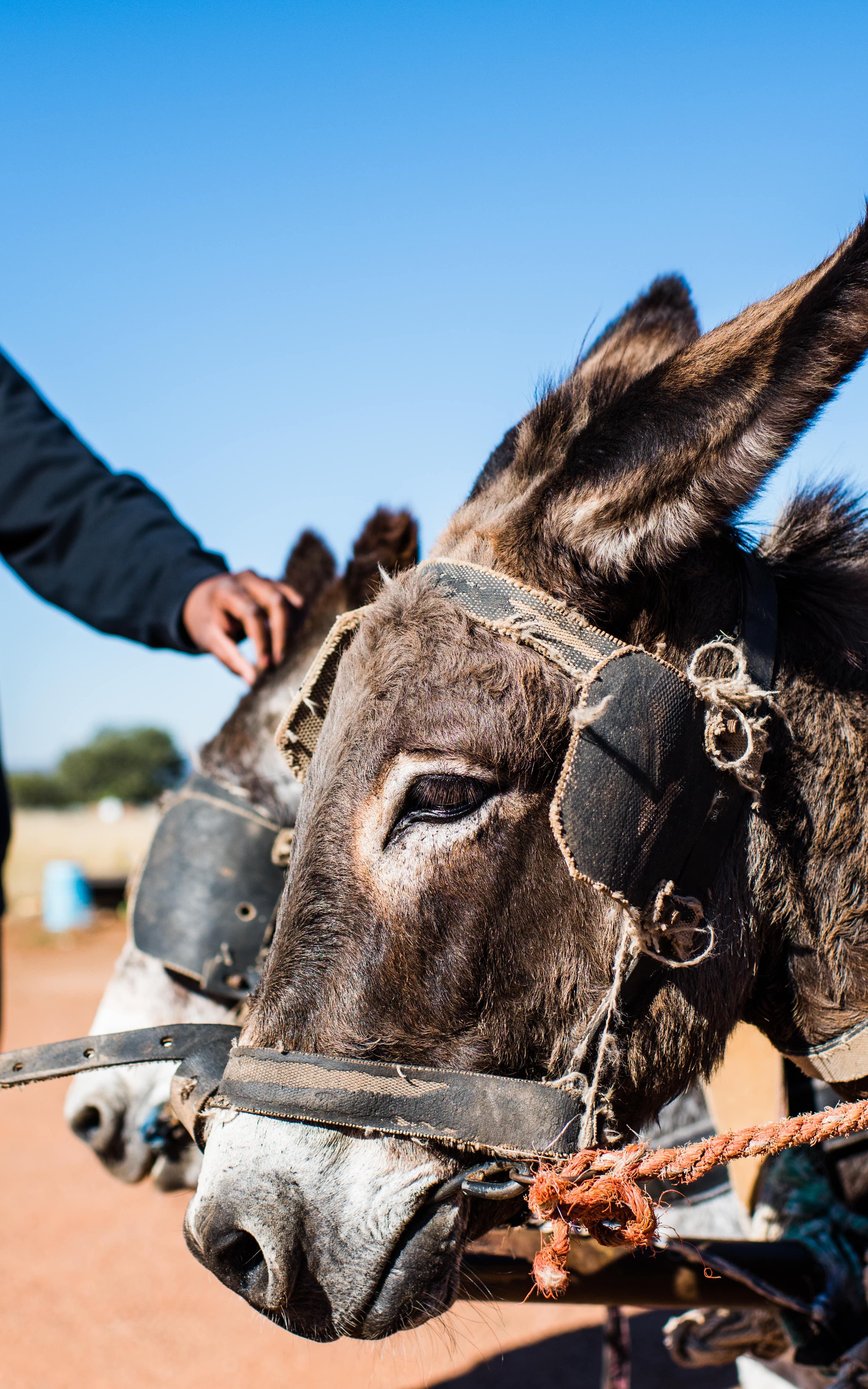 Man in the background touching the head of one of two donkeys