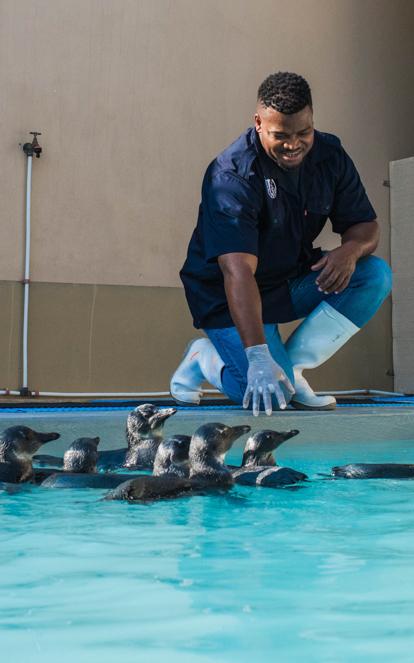 the penguin whisperer on a mission to save a species