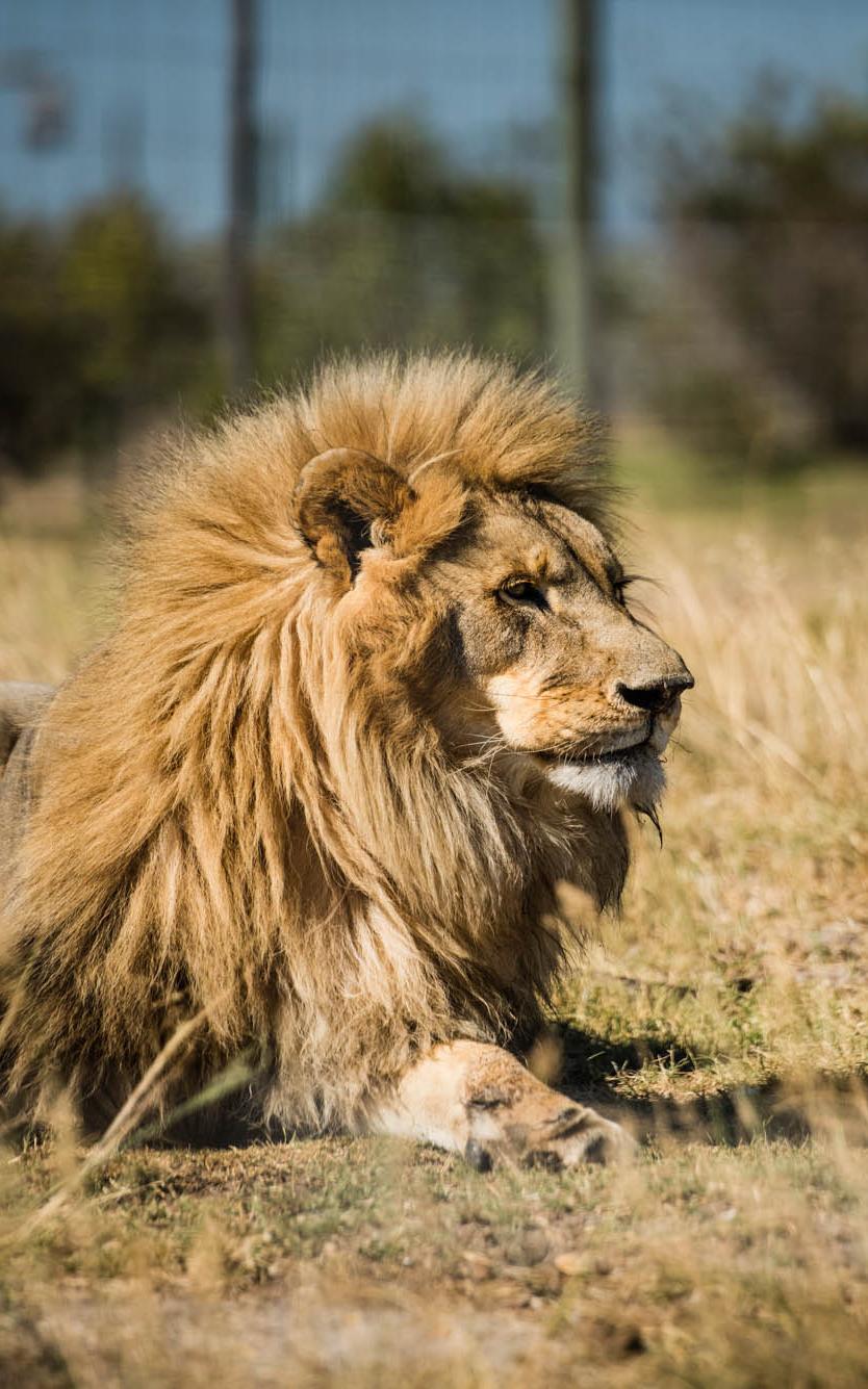 the man who dedicated more than two decades of his life to rescuing and rehoming abused lions