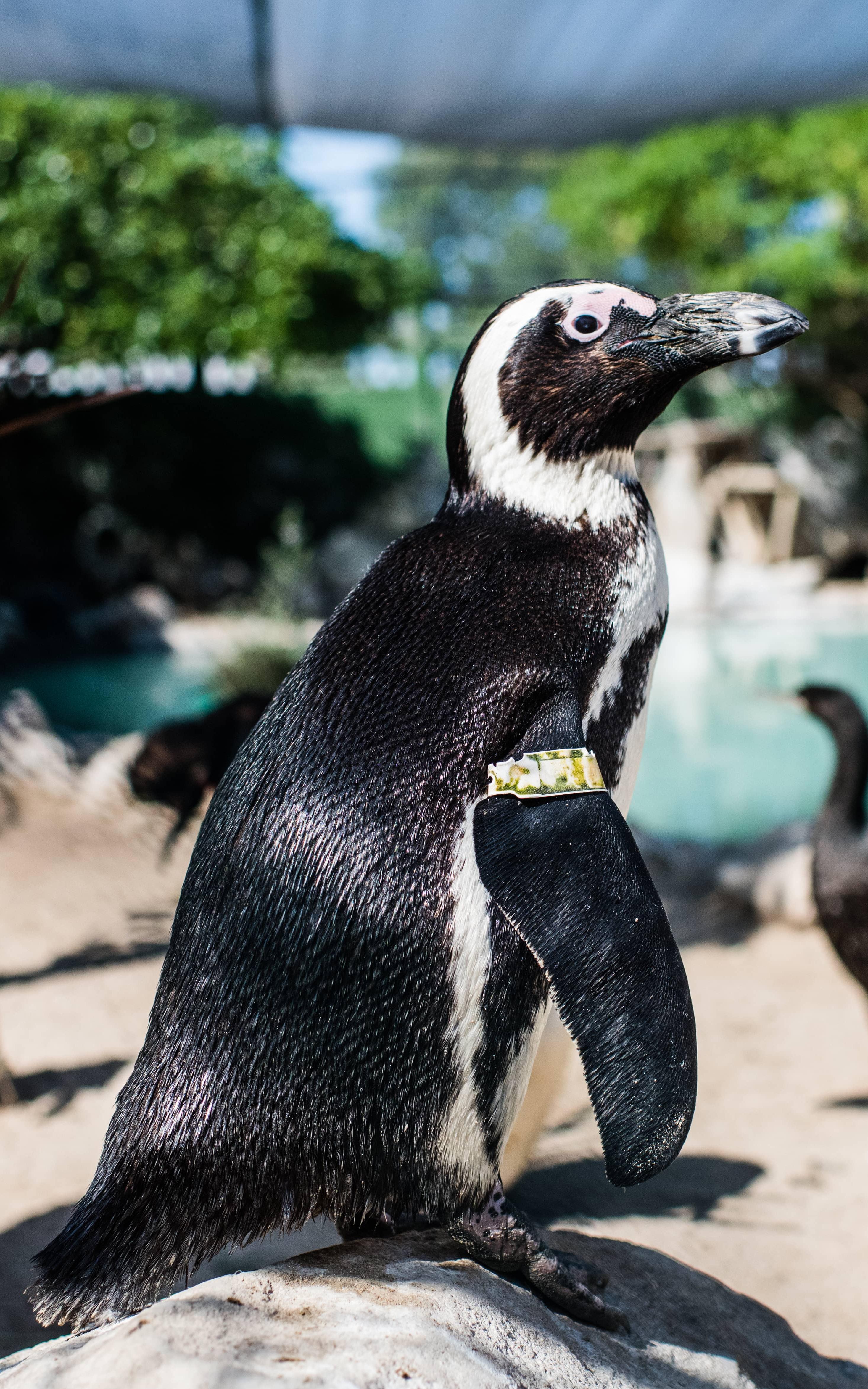 African Penguin