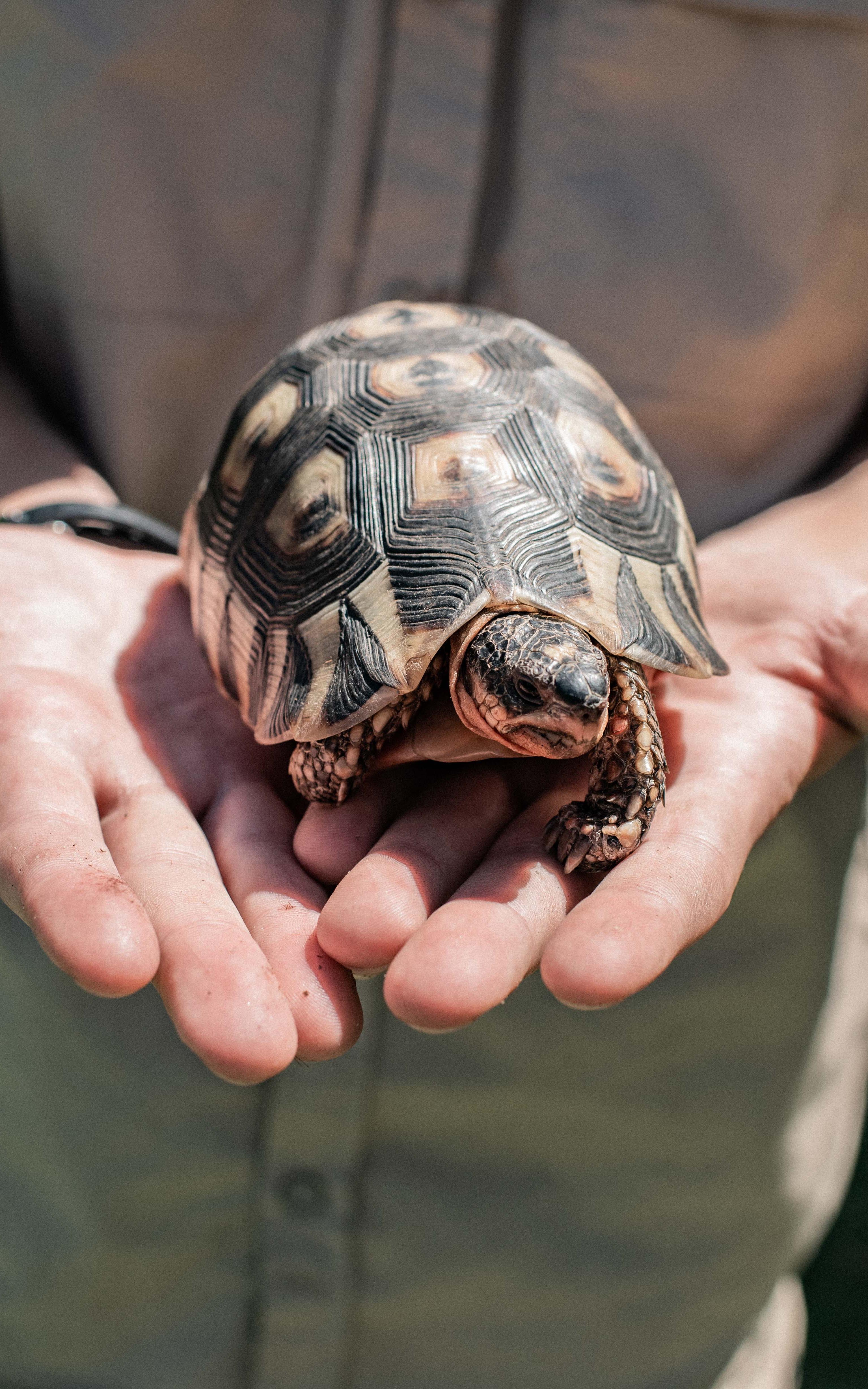 Meet the teenager who risked his life during the Hermanus fire to rescue helpless animals