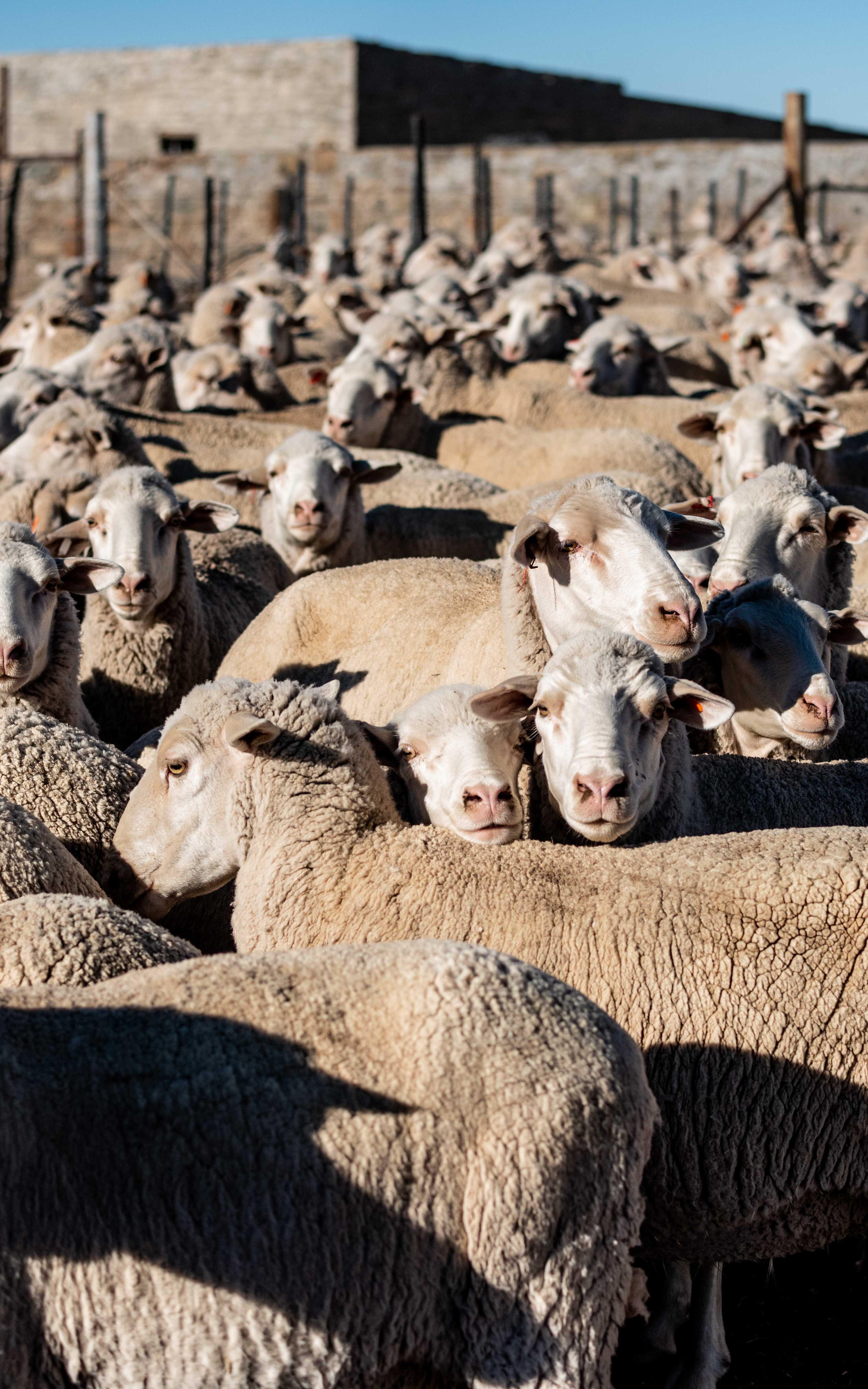 Designing the traditional fabric, a talented dog, and the built by sheep farmers