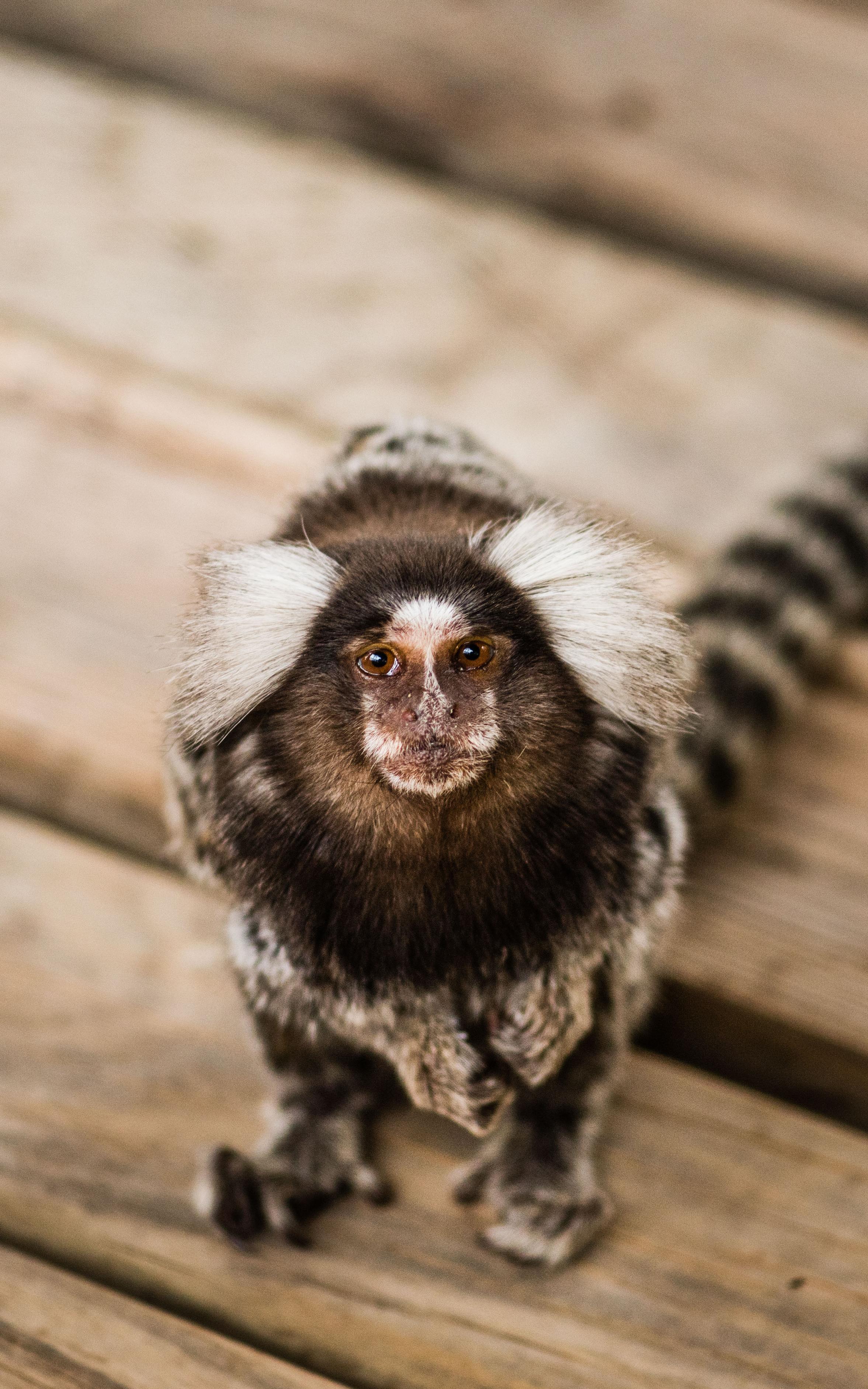 Lemur.