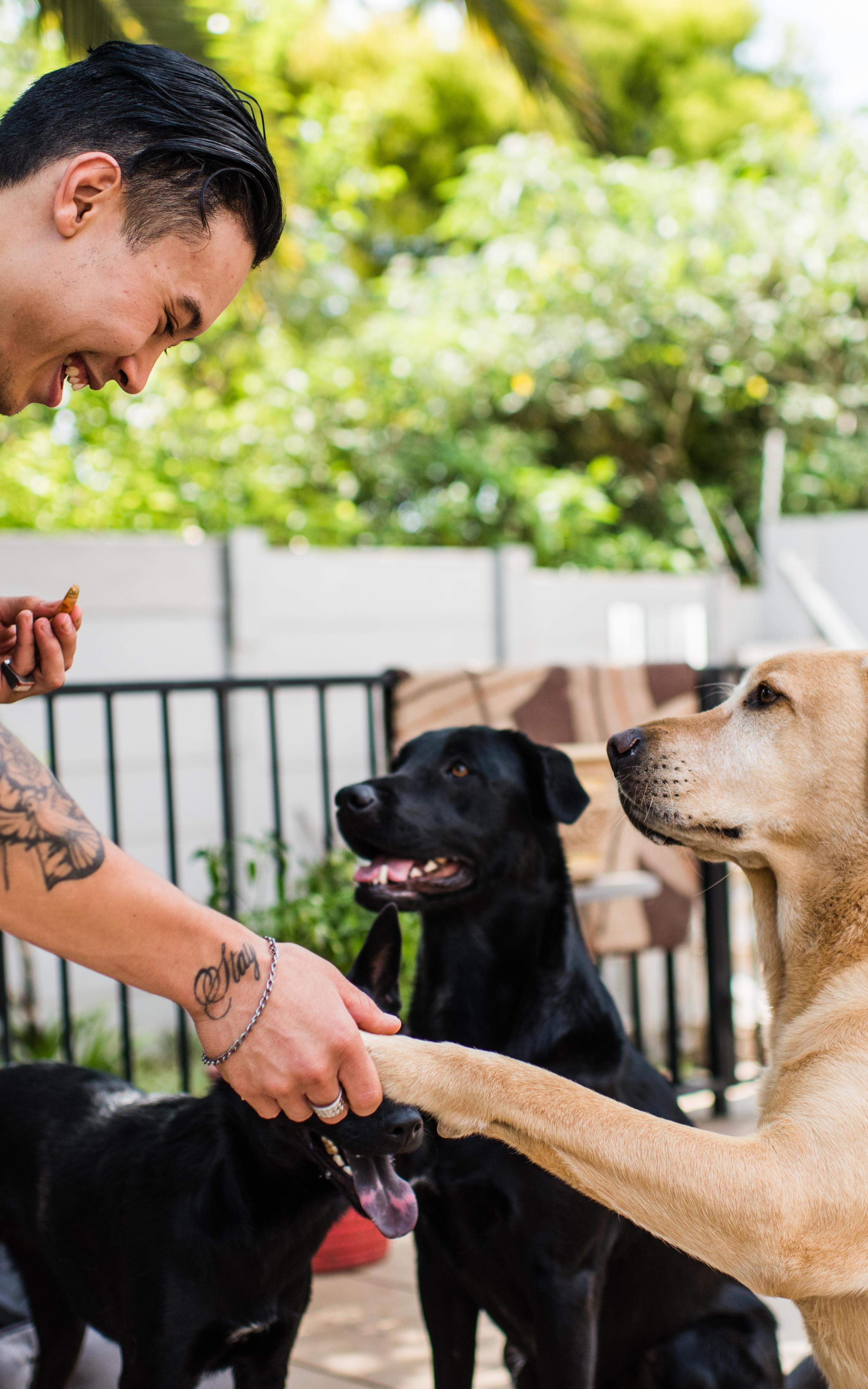 How your cell phone could find a home for lost and abandoned animals